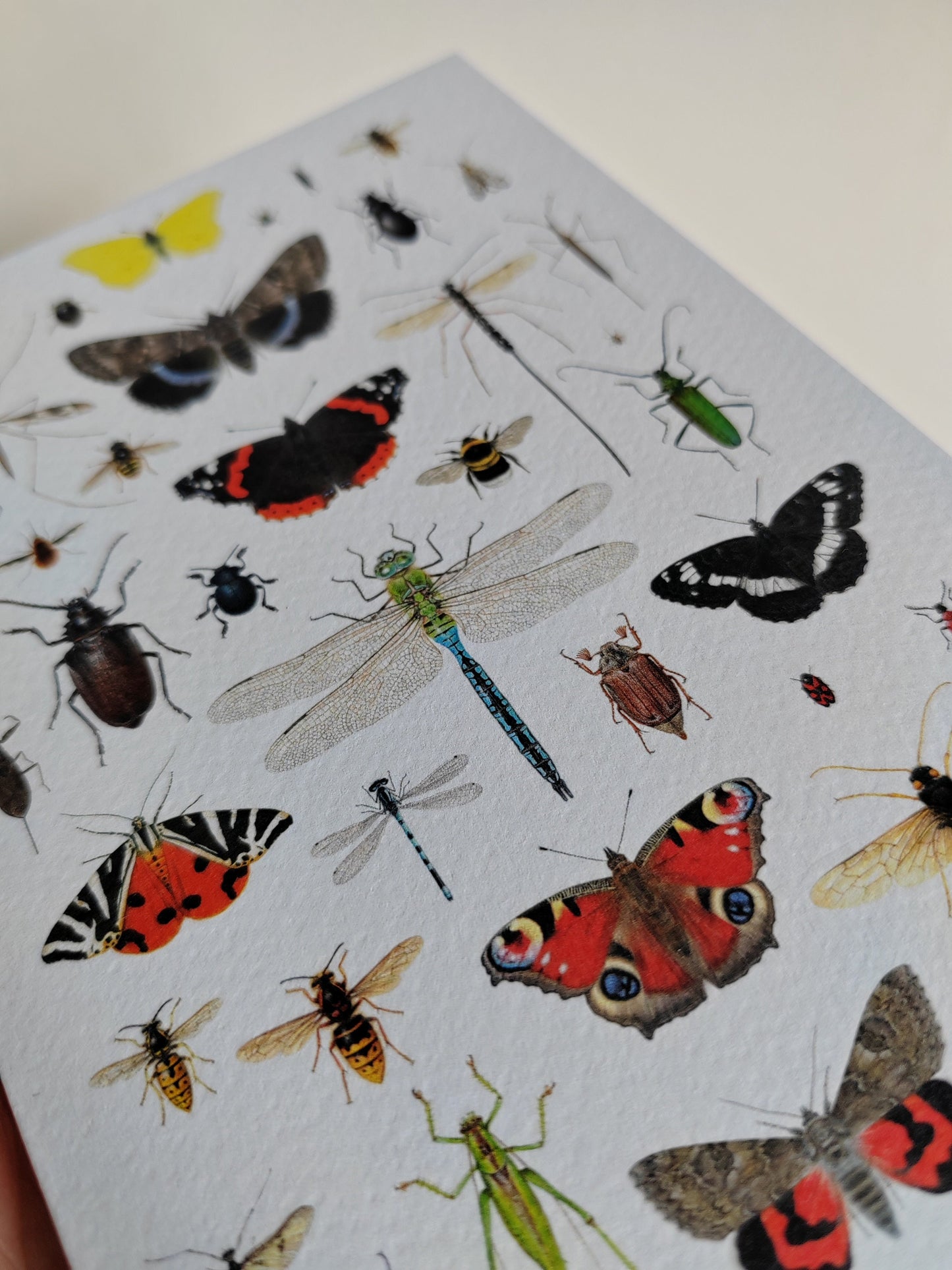 British Insects Greetings Card (version 2)