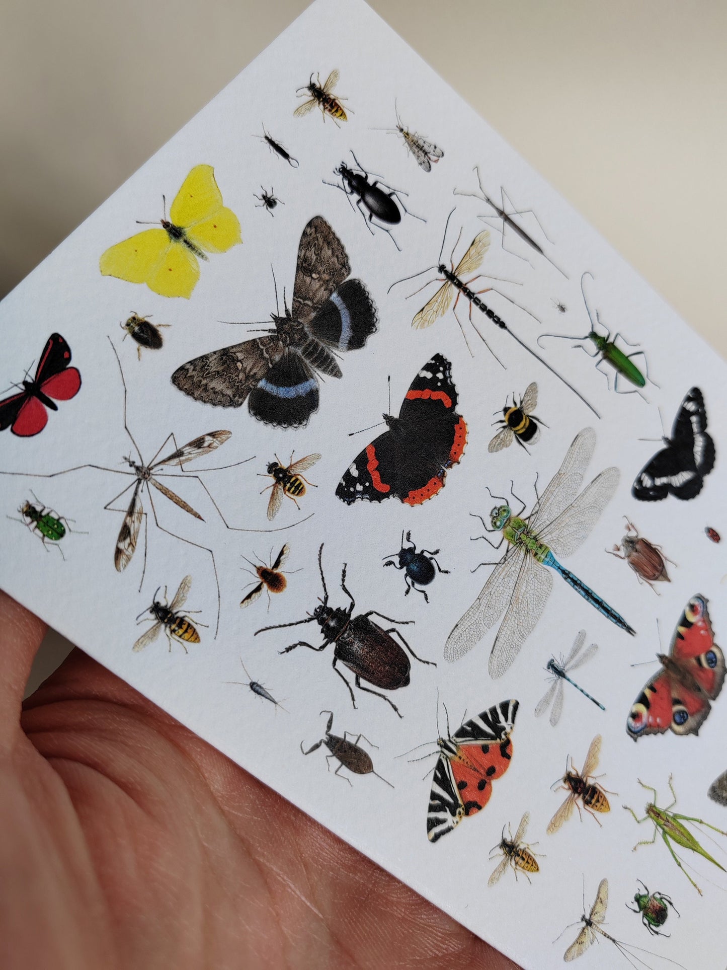 British Insects Greetings Card (version 2)