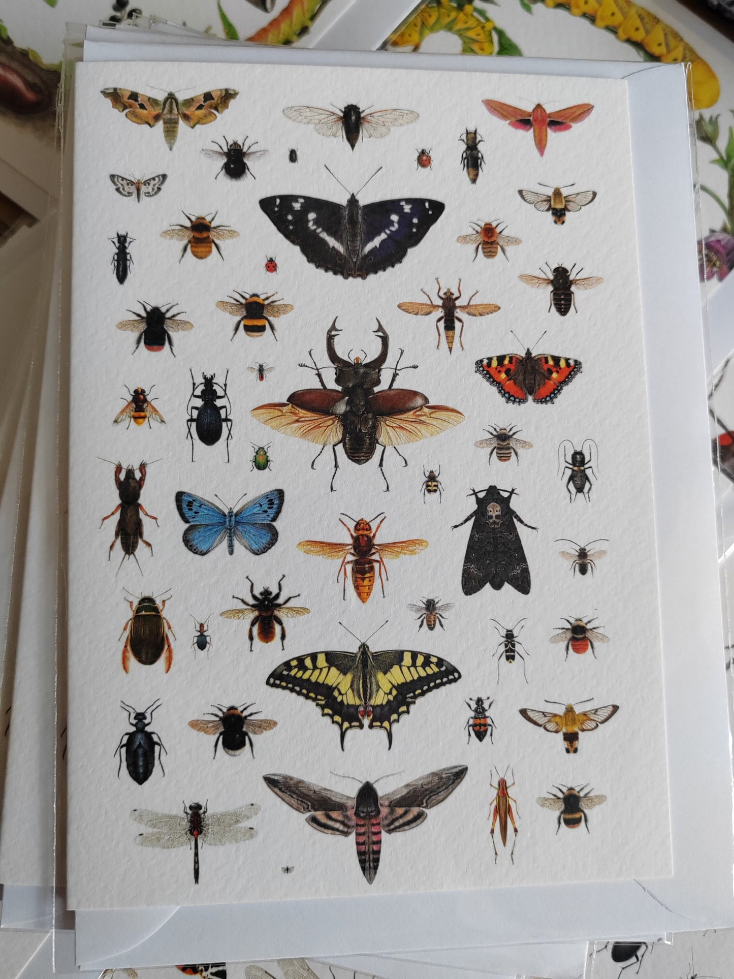 British Insects Greetings Card (version 1)