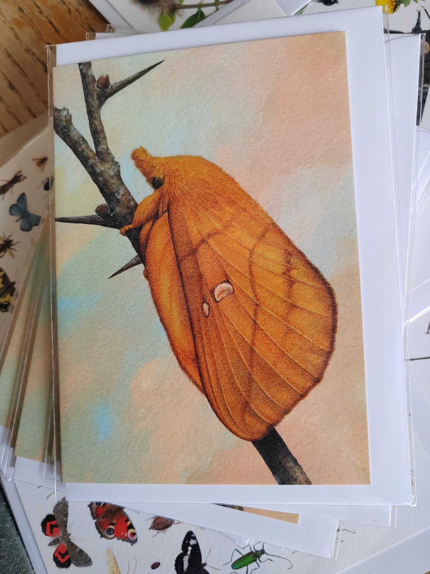 Drinker Moth, Greetings Card