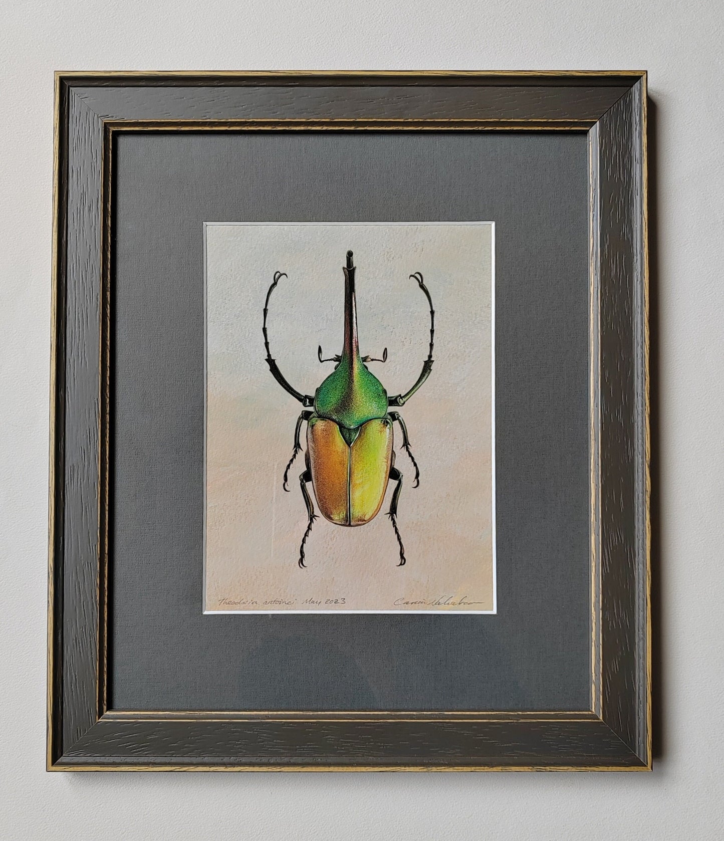 Framed Original Artwork - Theodosia antoinei, Horned Flower Chafer beetle