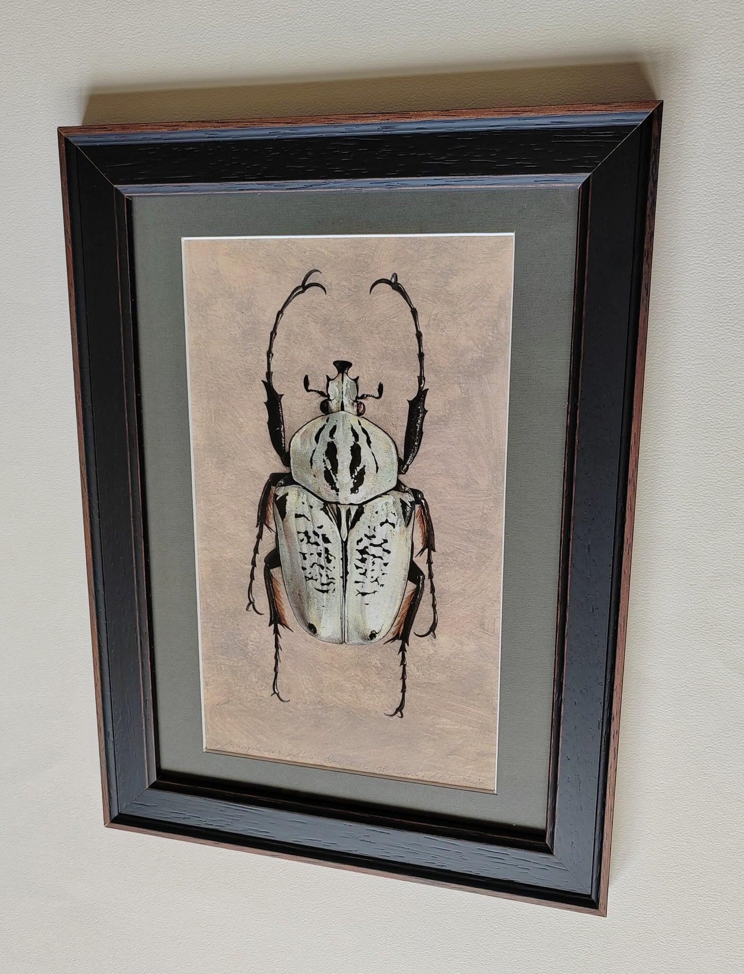 Framed Artwork Print - Argyrophegges kolbei (Goliathus kolbei)