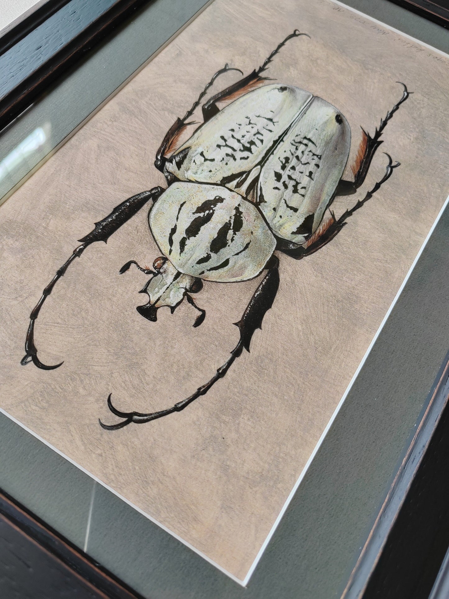 Framed Artwork Print - Argyrophegges kolbei (Goliathus kolbei)