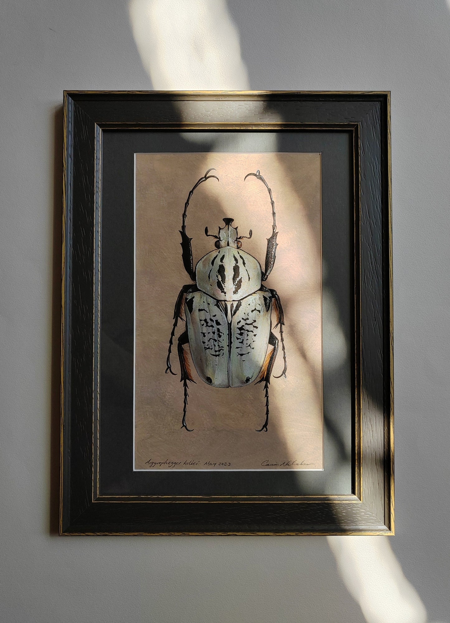 Framed Original Artwork - Argyrophegges kolbei (Goliathus kolbei)