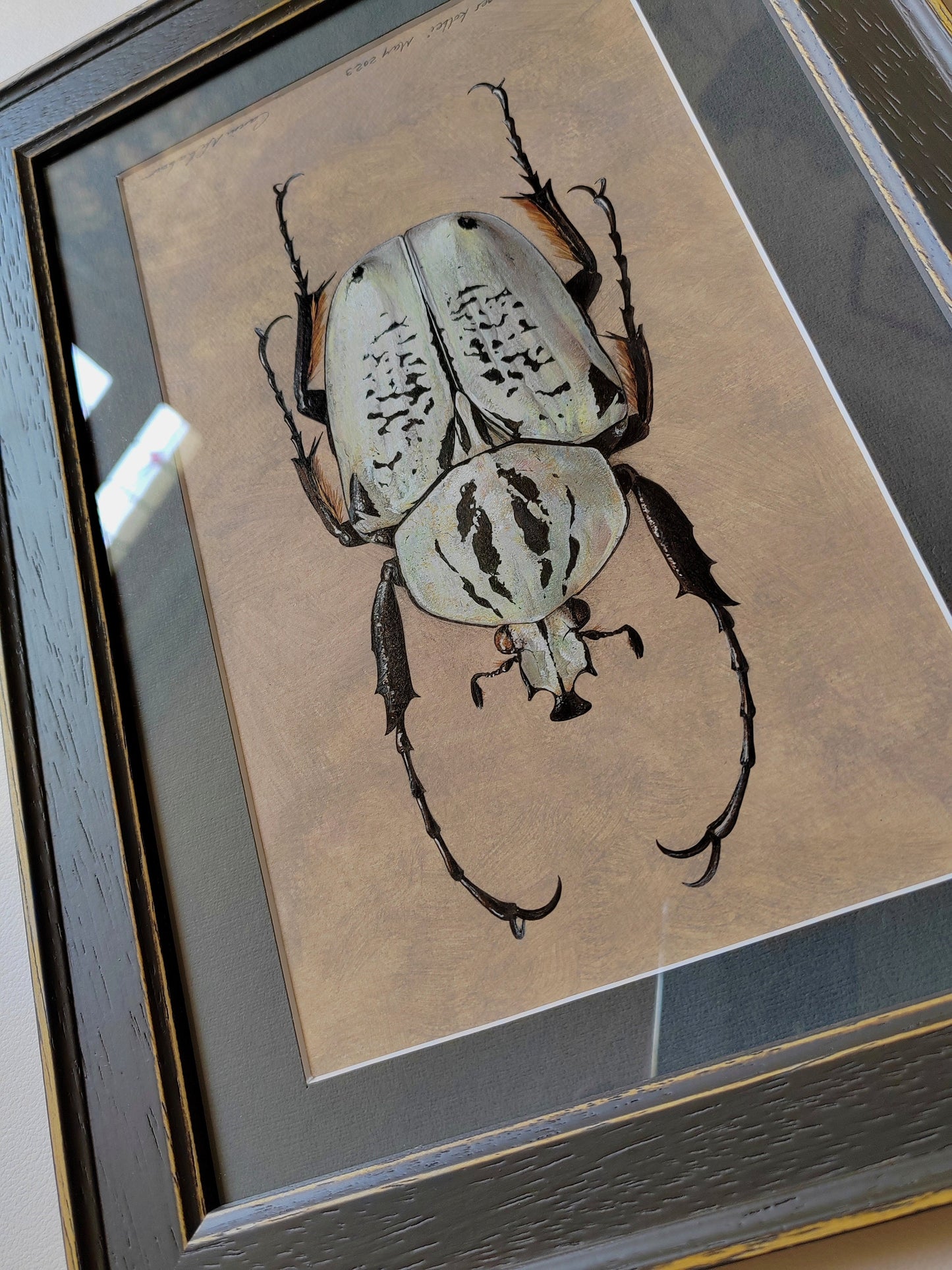 Framed Original Artwork - Argyrophegges kolbei (Goliathus kolbei)