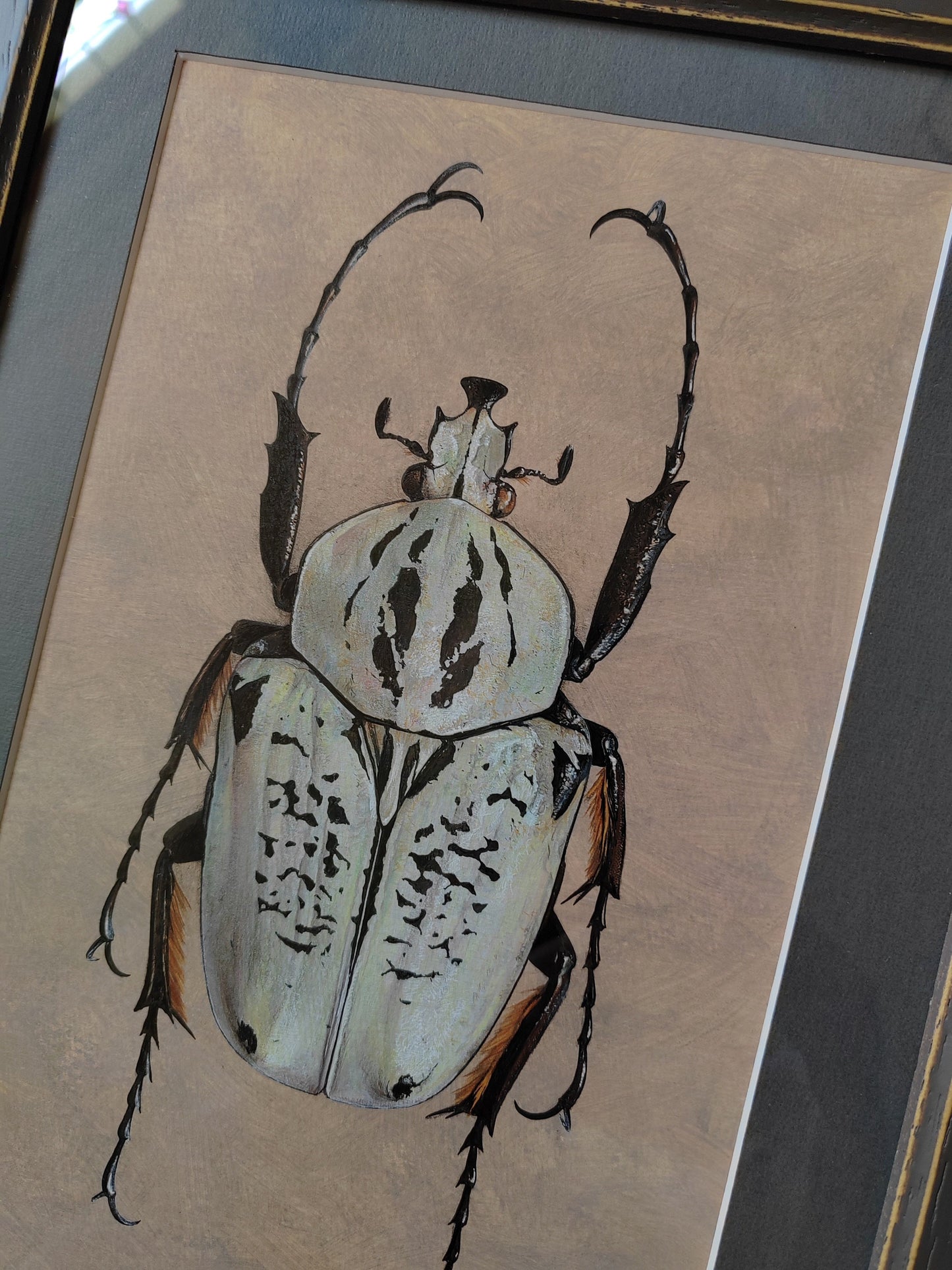 Framed Original Artwork - Argyrophegges kolbei (Goliathus kolbei)