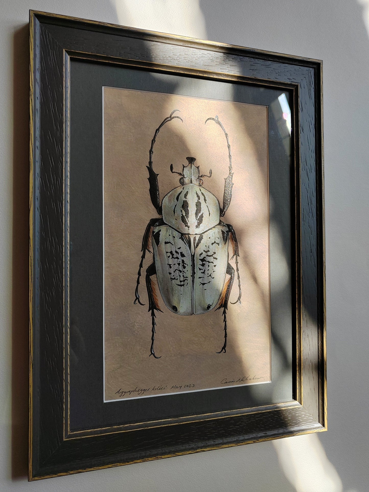 Framed Original Artwork - Argyrophegges kolbei (Goliathus kolbei)