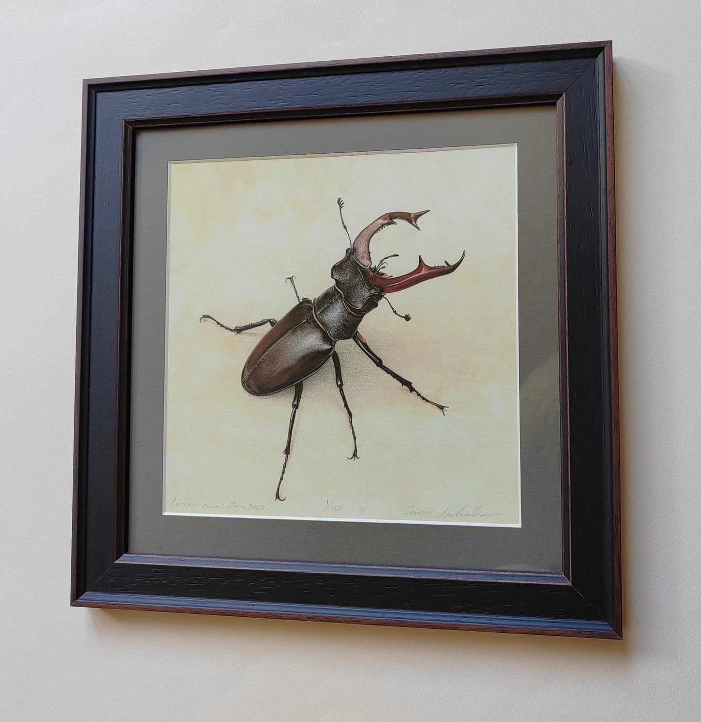 Framed limited edition print - Stag Beetle, Lucanus cervus