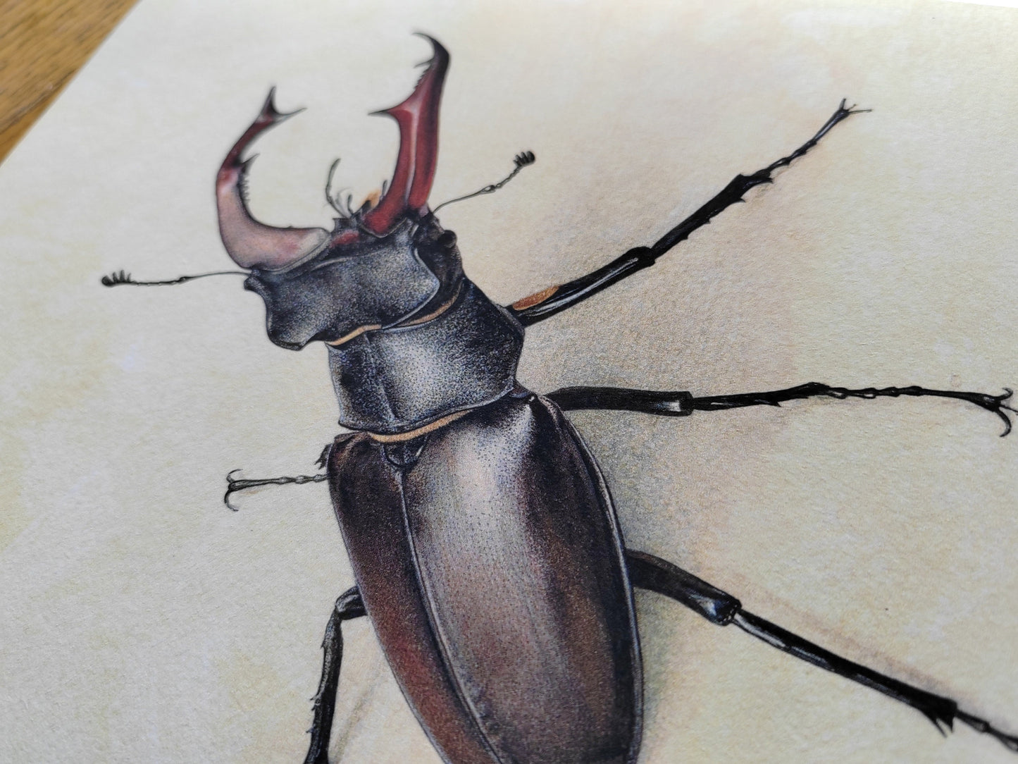Stag Beetle, Lucanus cervus limited edition art print 10x8"