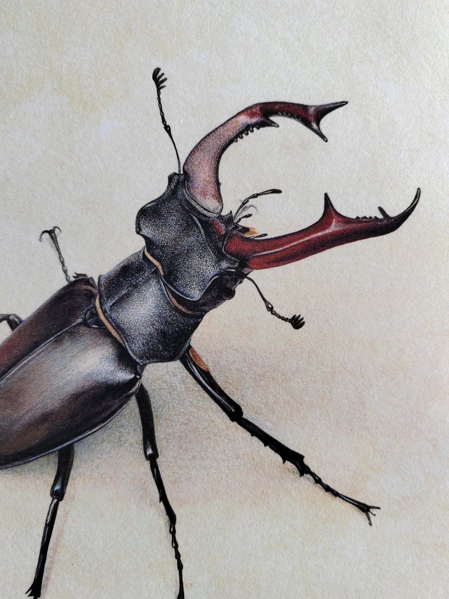Stag Beetle, Lucanus cervus limited edition art print 10x8"