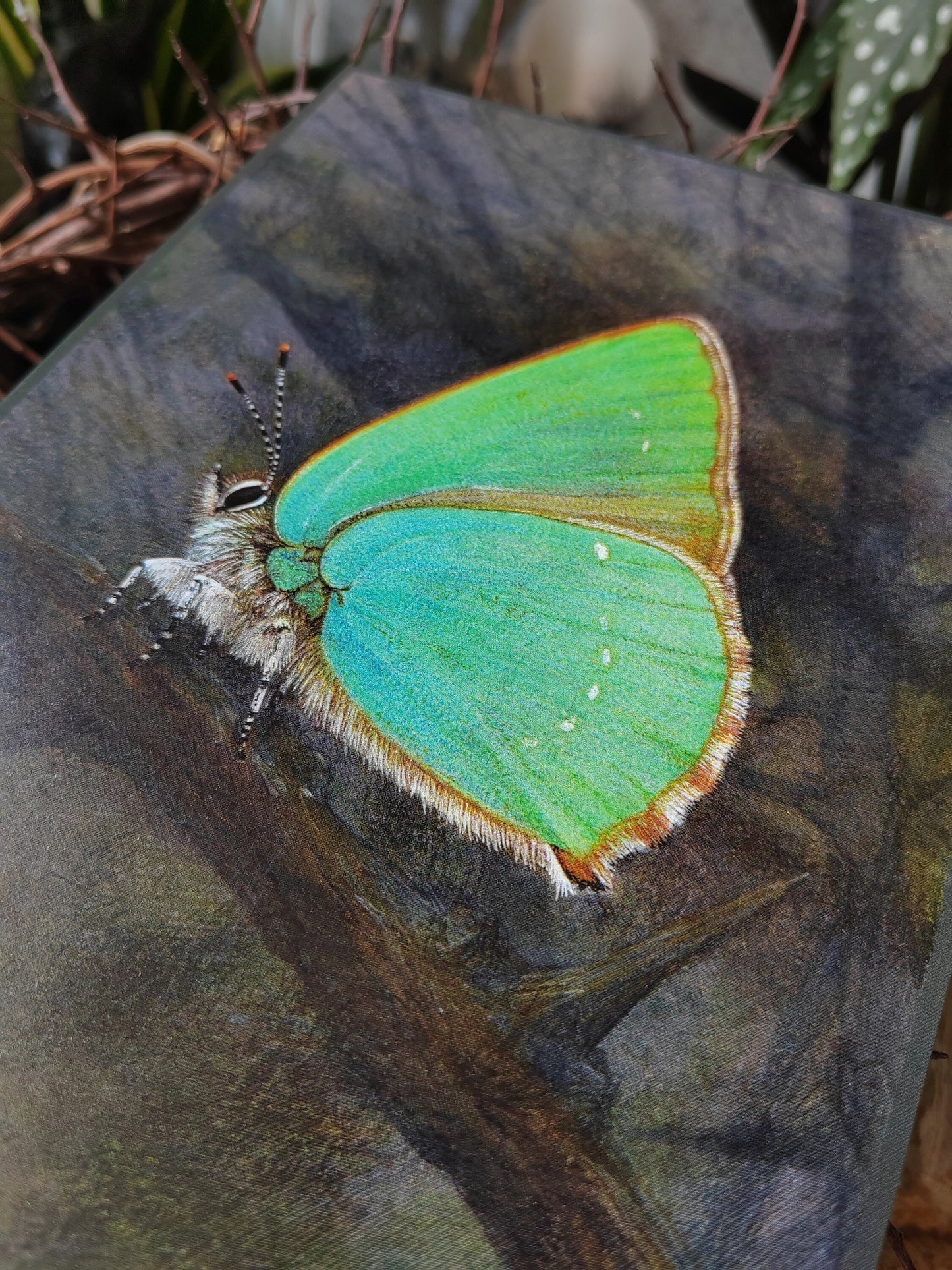A5 size giant postcard, Callophrys rubi, Green Hairstreak butterfly
