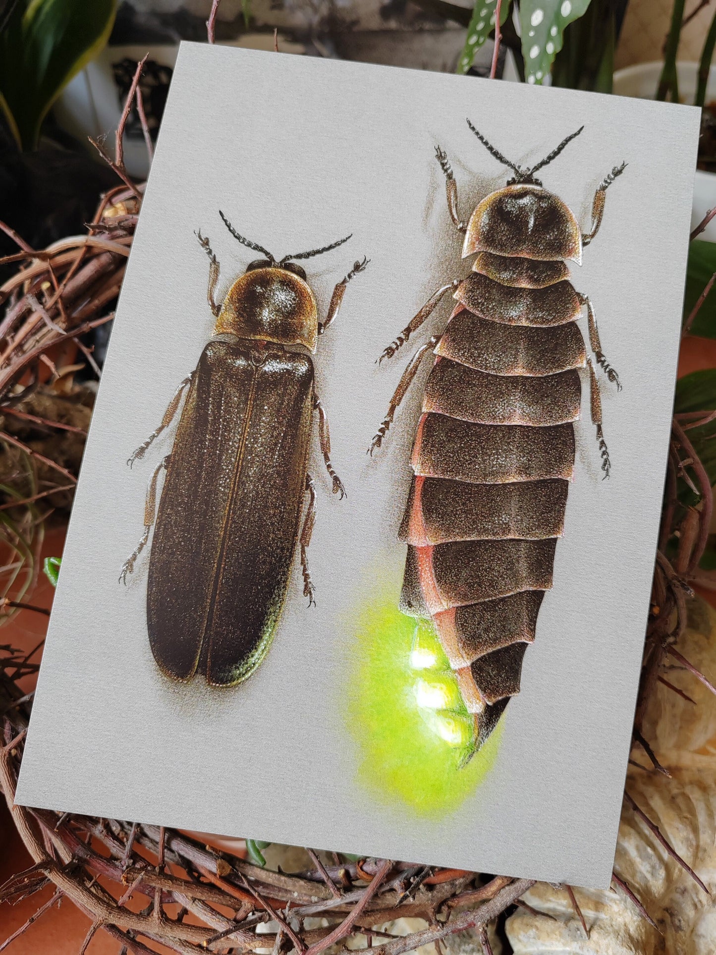 A5 size giant postcard - Glow Worm, Lampyris noctiluca