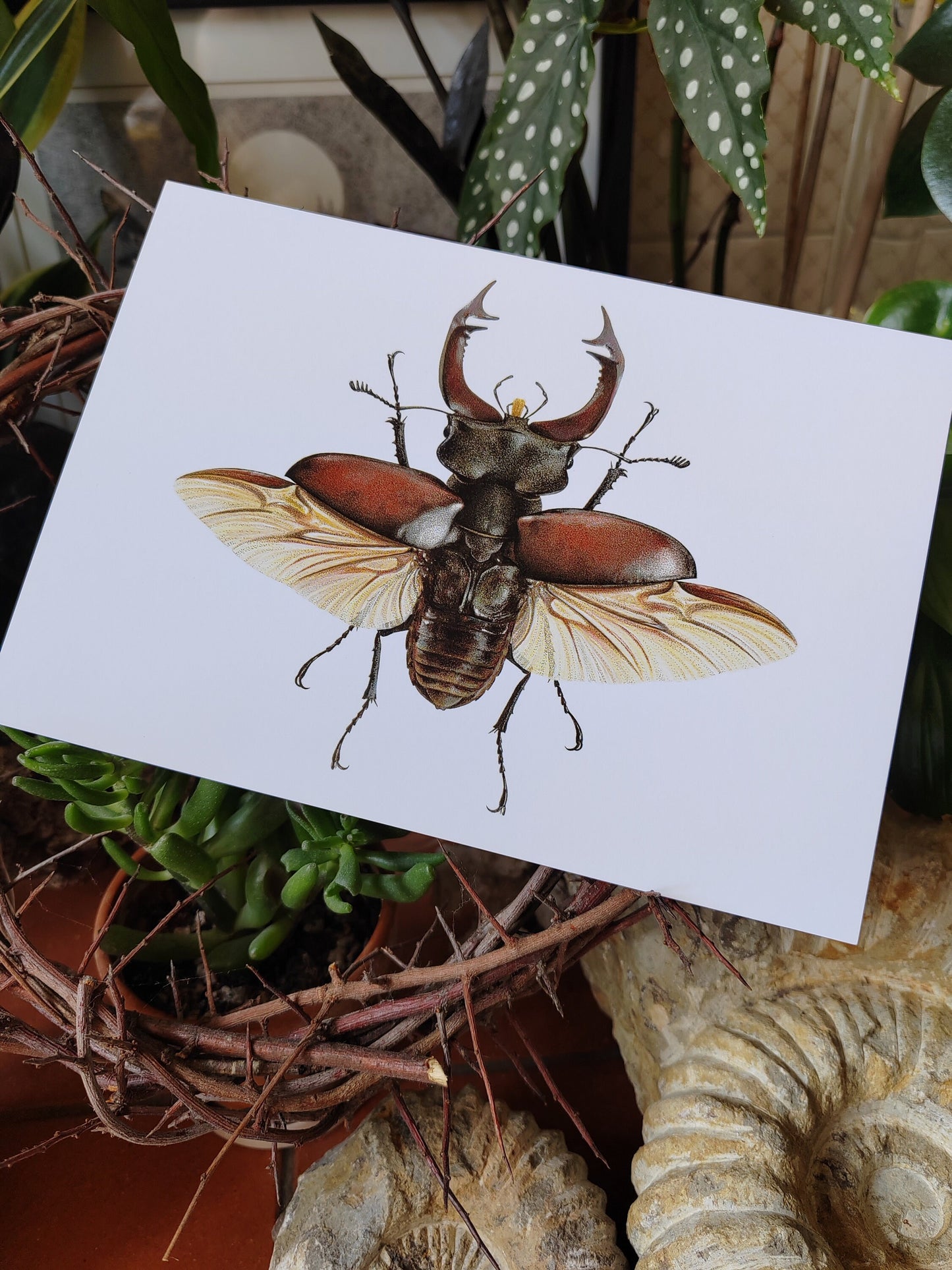 A5 giant postcard Lucanus cervus, Stag Beetle
