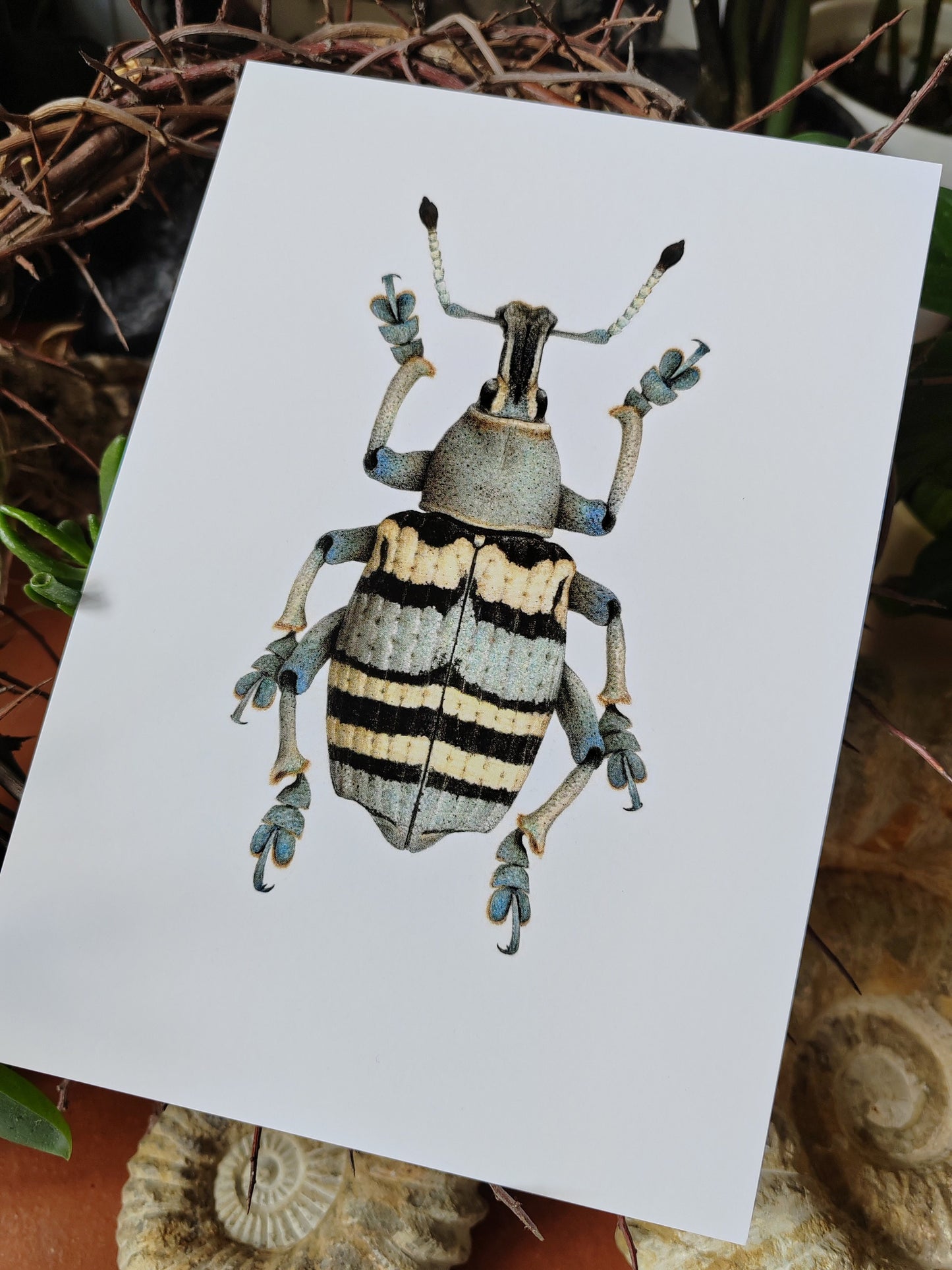 A5 giant postcard Eupholus nickerli