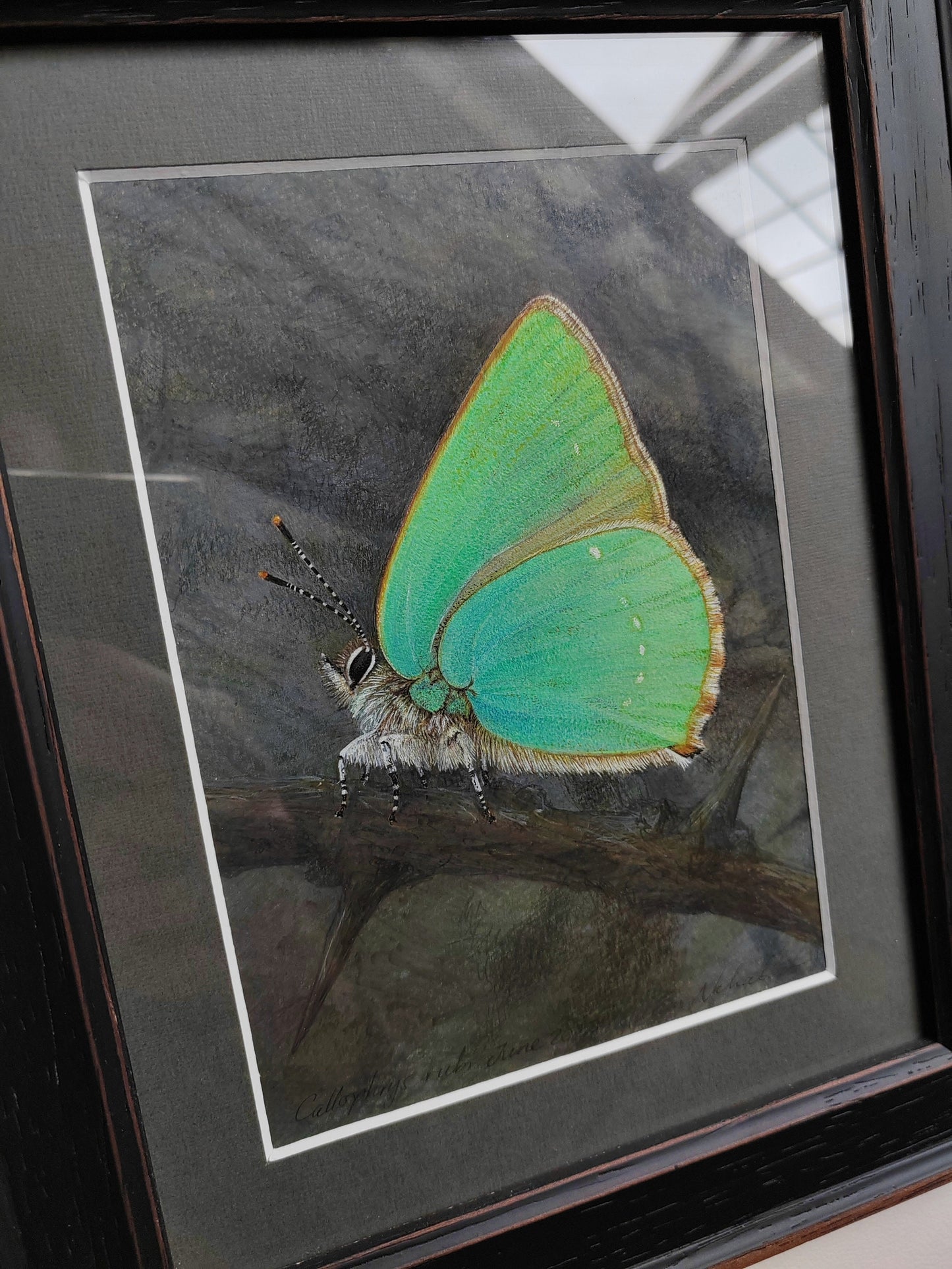 Framed original artwork - Green Hairstreak butterfly, Callophrys rubi
