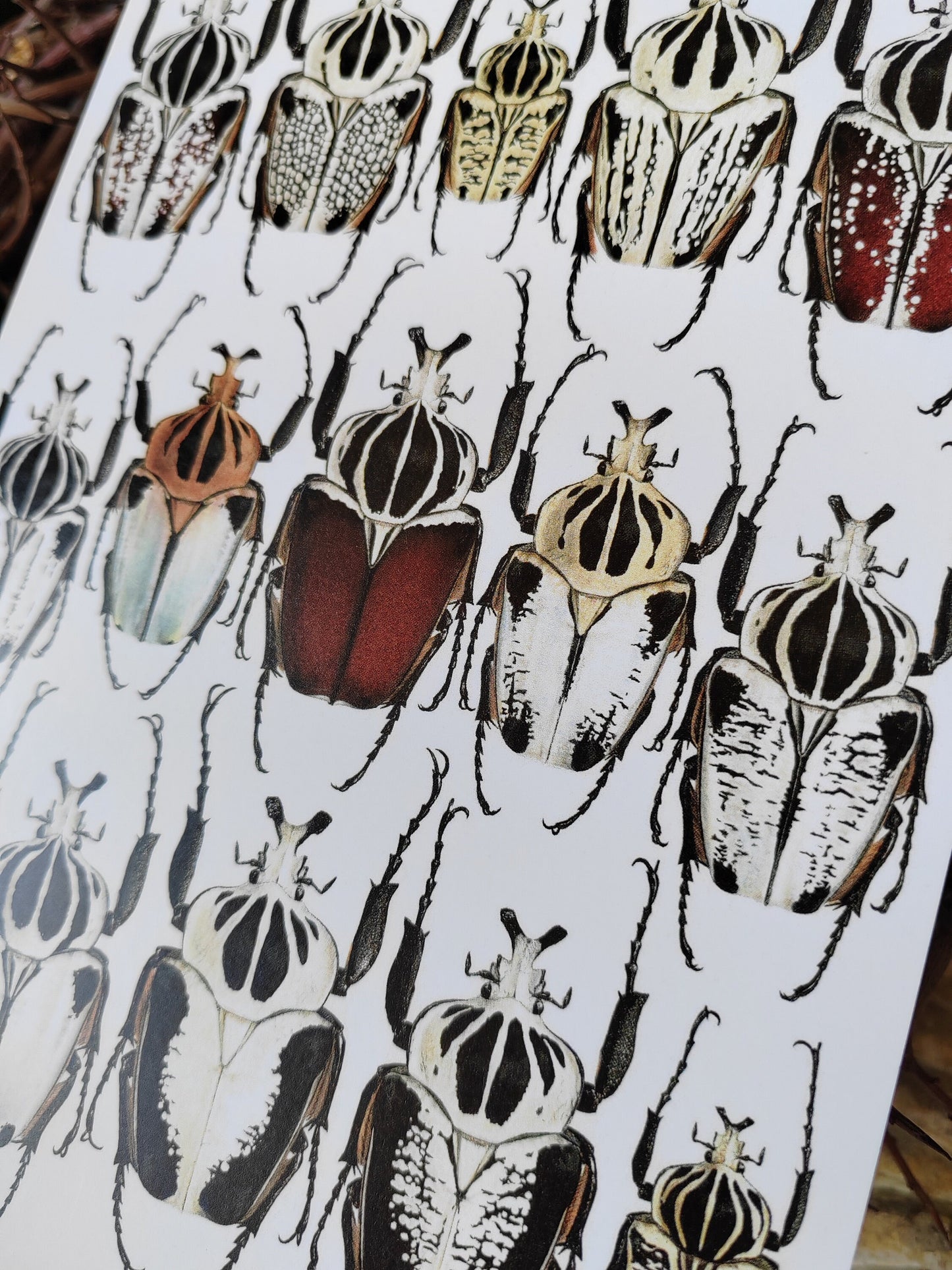 A5 size giant postcard - Goliathus species compilation