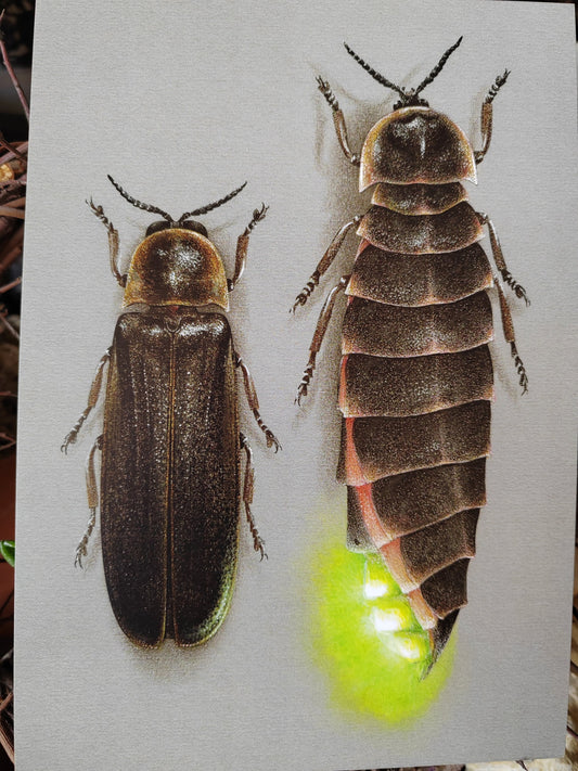 A5 size giant postcard - Glow Worm, Lampyris noctiluca