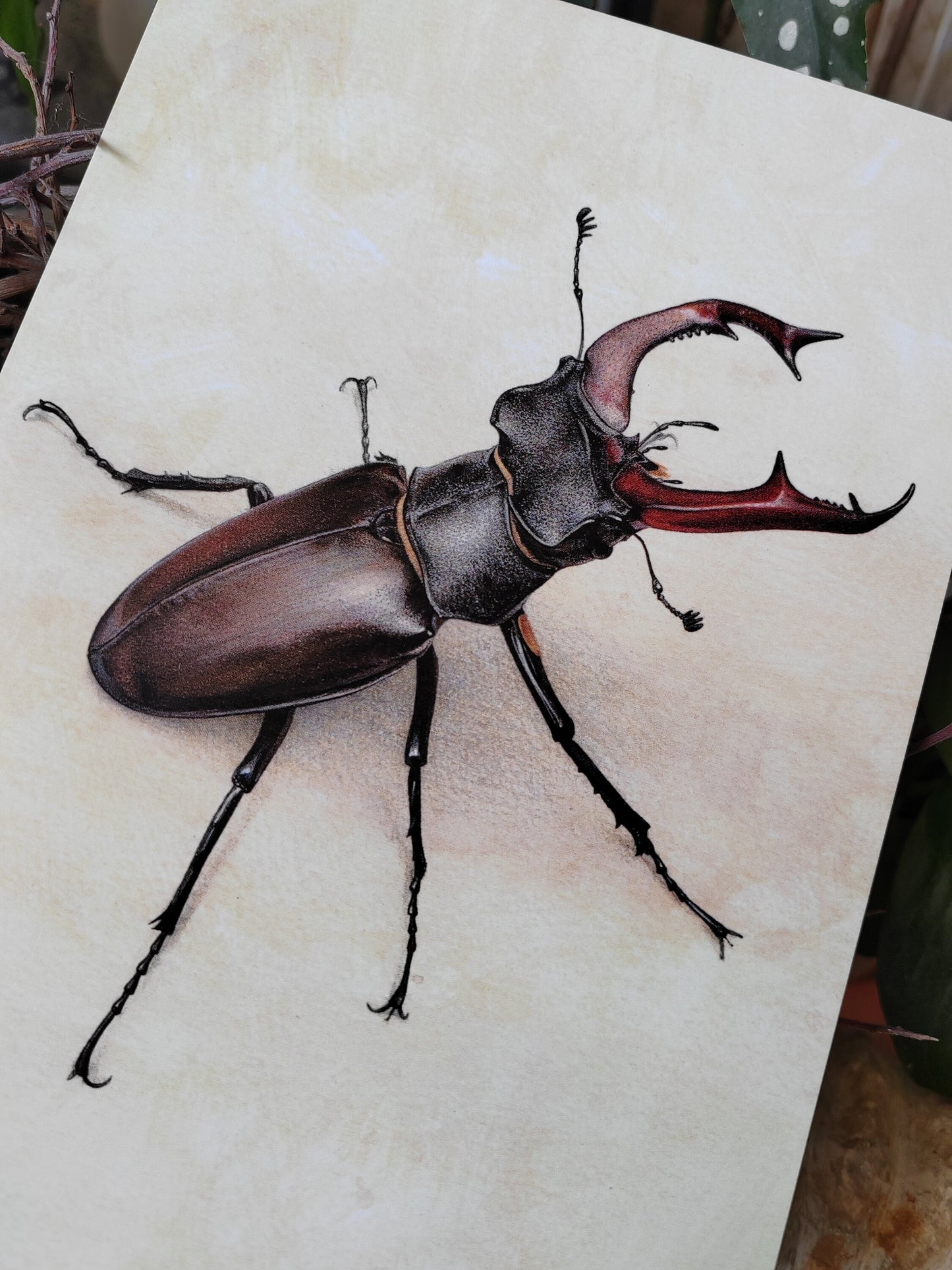 A5 size giant postcard - Lucanus cervus, Male Stag Beetle