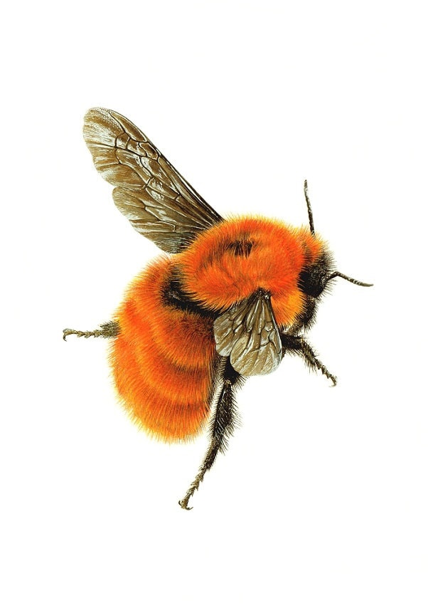 Bombus dahlbomii A4 limited edition art print