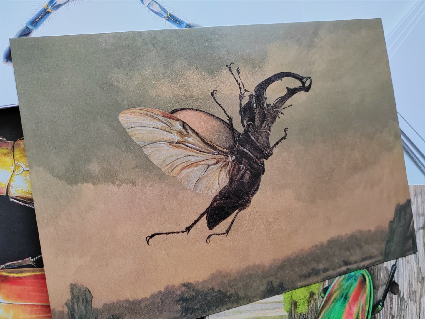 A5 size giant Postcard, Billywitch, flying stag beetle (Lucanus cervus)