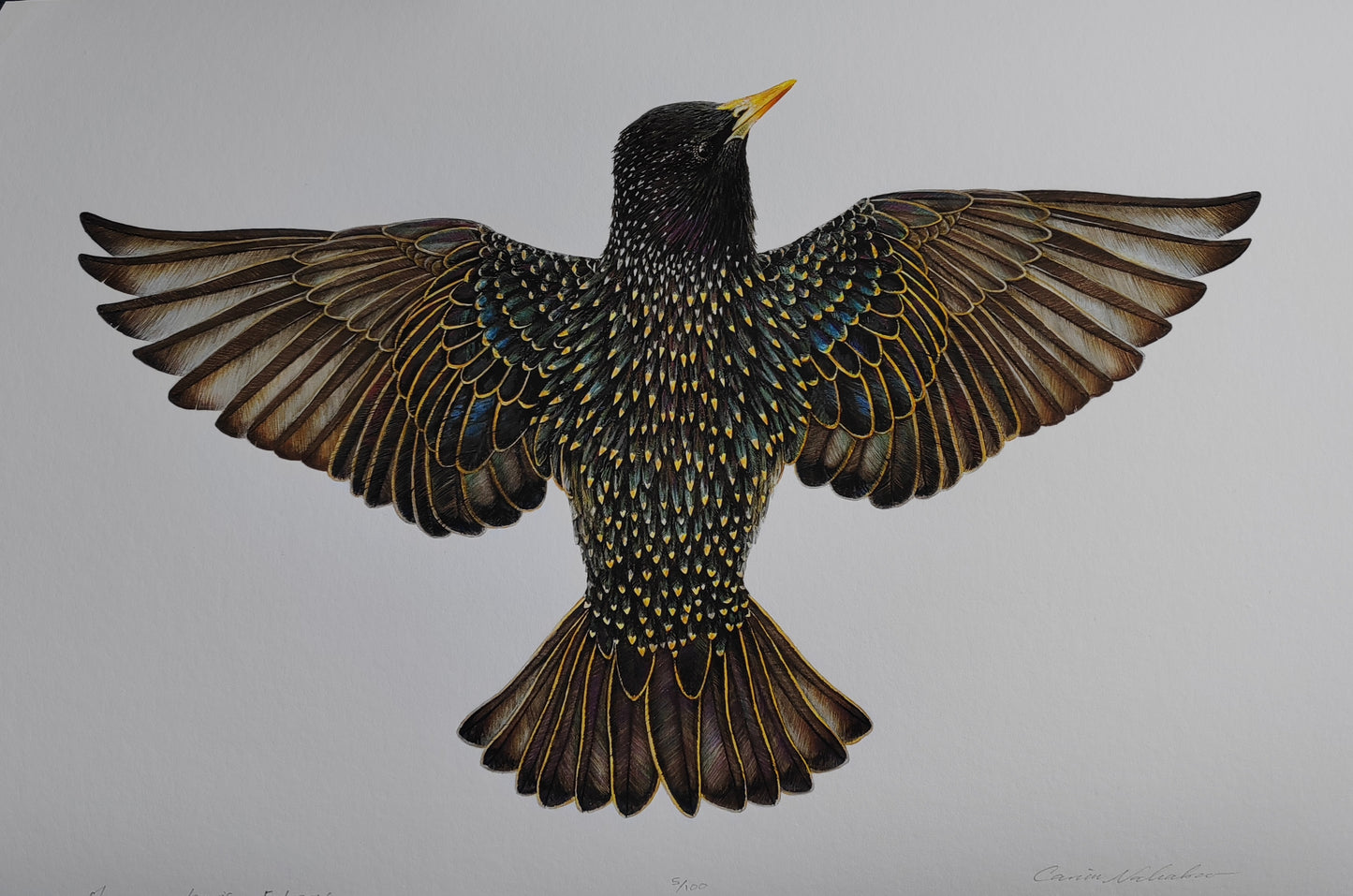 Starling - Sturnus vulgaris, limited edition art print, lifesize (A3 size)