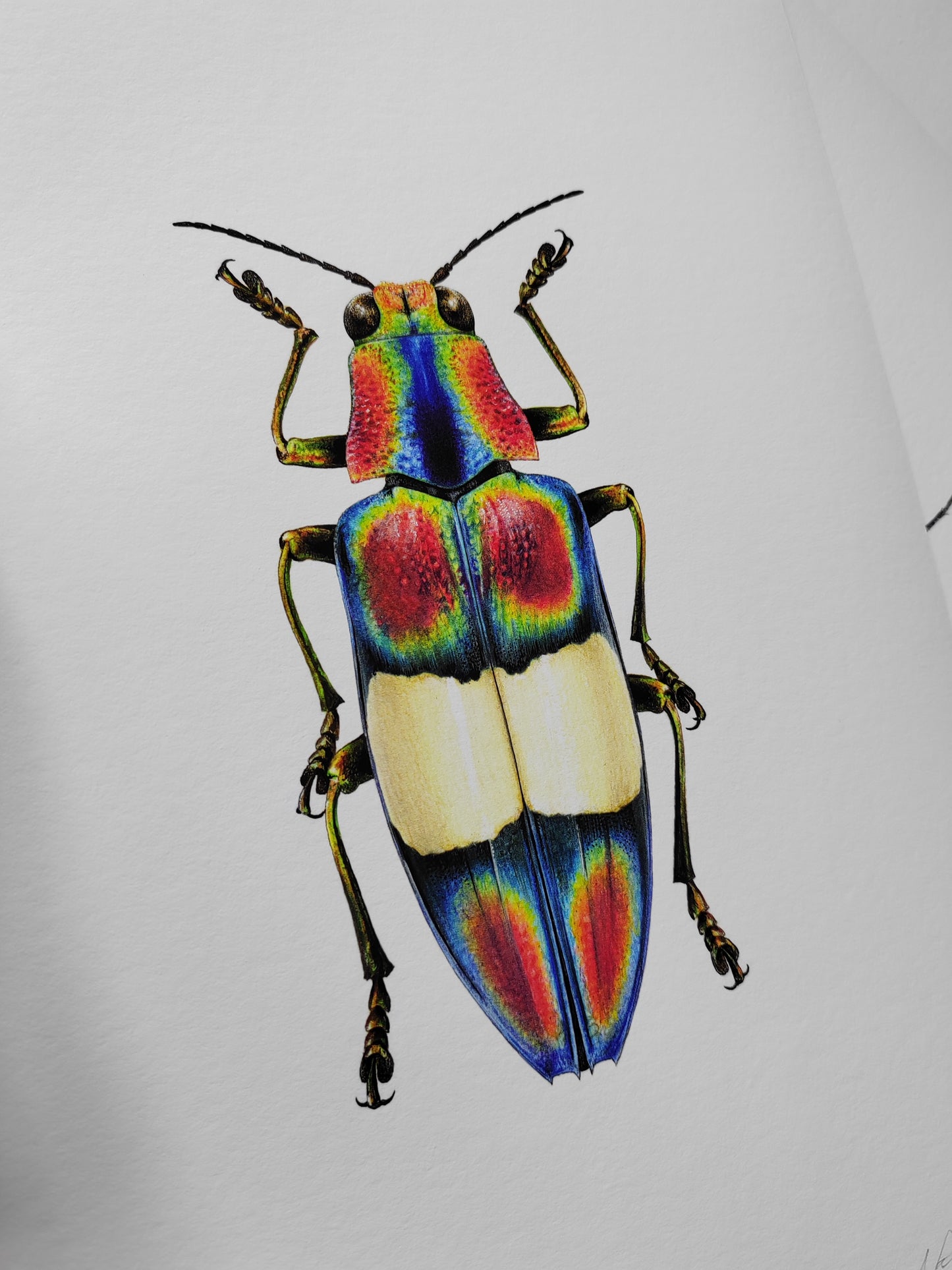 Limited edition art print, Chrysochroa toulgoeti