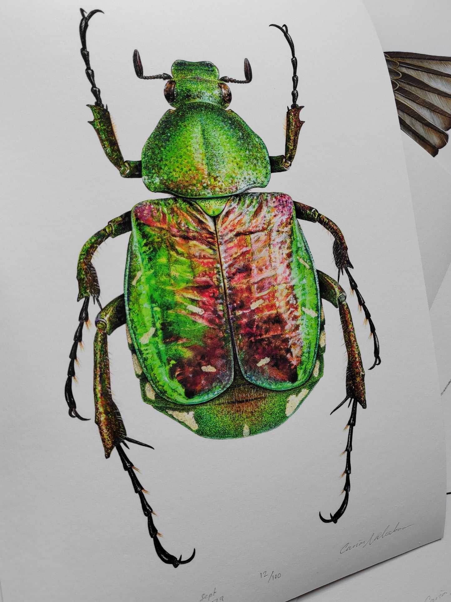 Noble Chafer, Gnorimus nobile limited edition art print, A4 size