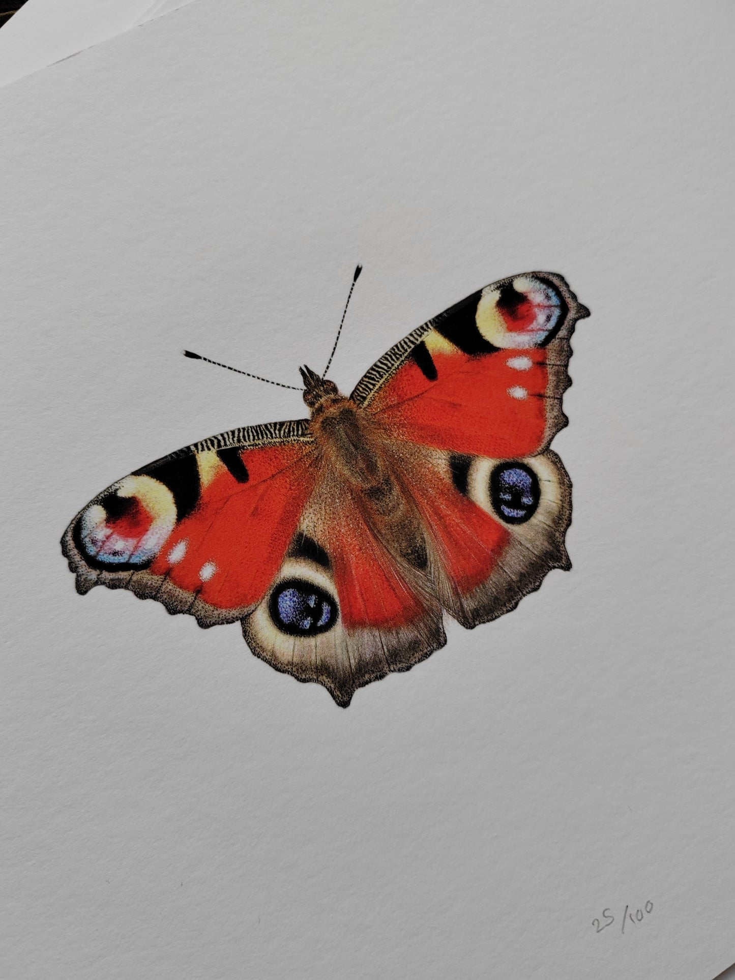 Peacock Butterfly, limited edition art print, Aglais io A4 size