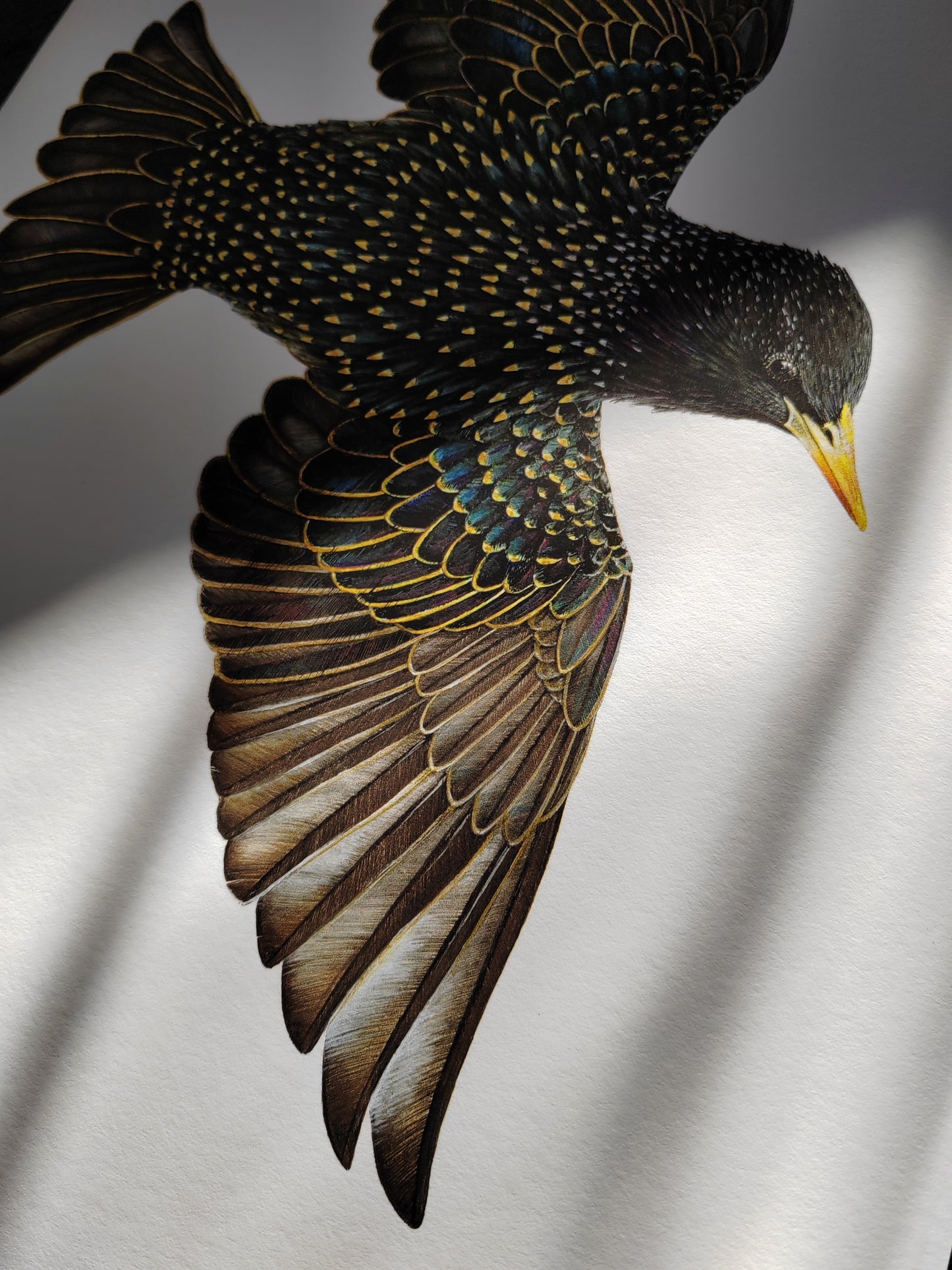 Starling - Sturnus vulgaris, limited edition art print, lifesize (A3 size)