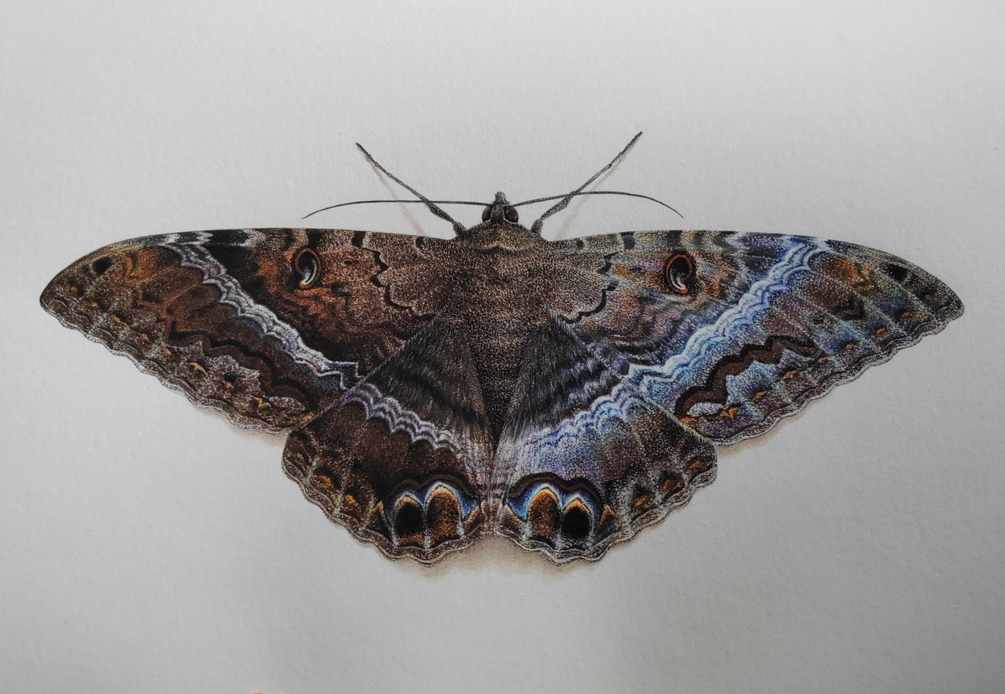 Black Witch Moth, Ascalapha odorata, limited edition art print A4 size