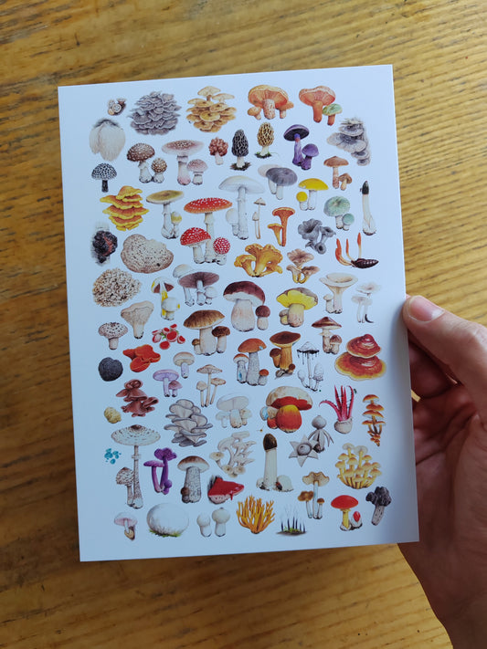 Giant Postcard - Essential Fungi (A5 size)