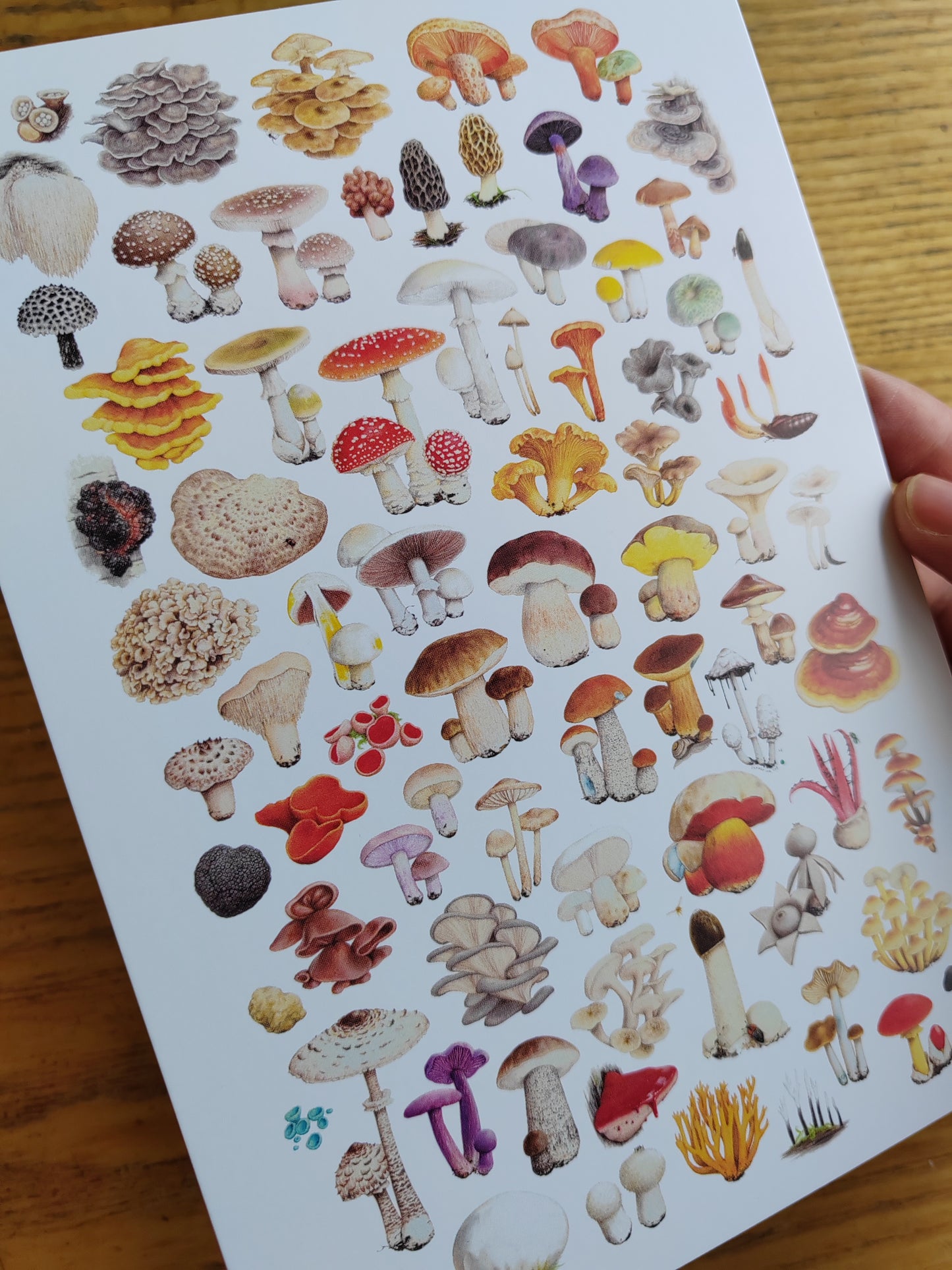 Giant Postcard - Essential Fungi (A5 size)