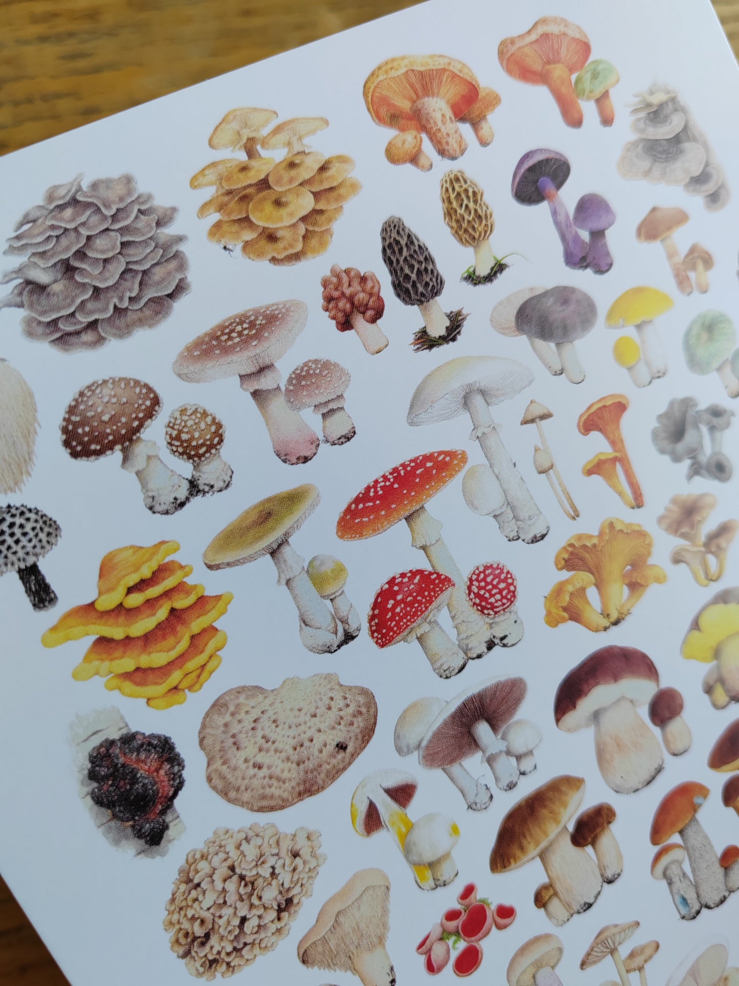 Giant Postcard - Essential Fungi (A5 size)