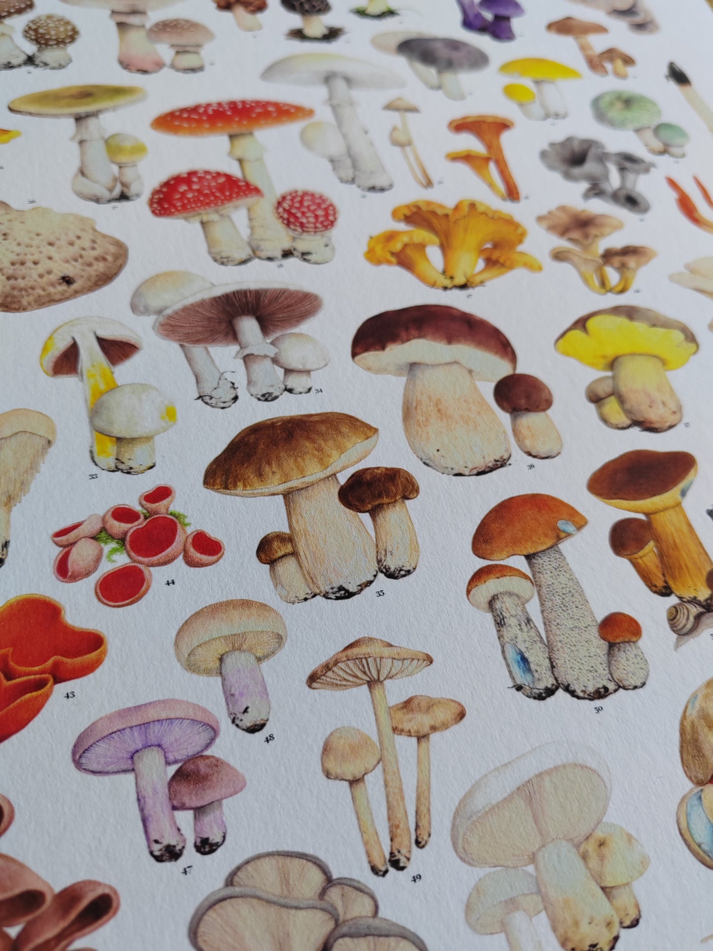 Essential Fungi A3 size Limited edition art print with Key to species