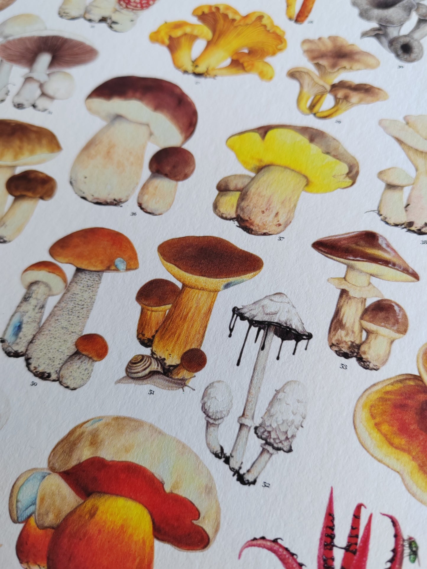 Essential Fungi A3 size Limited edition art print with Key to species