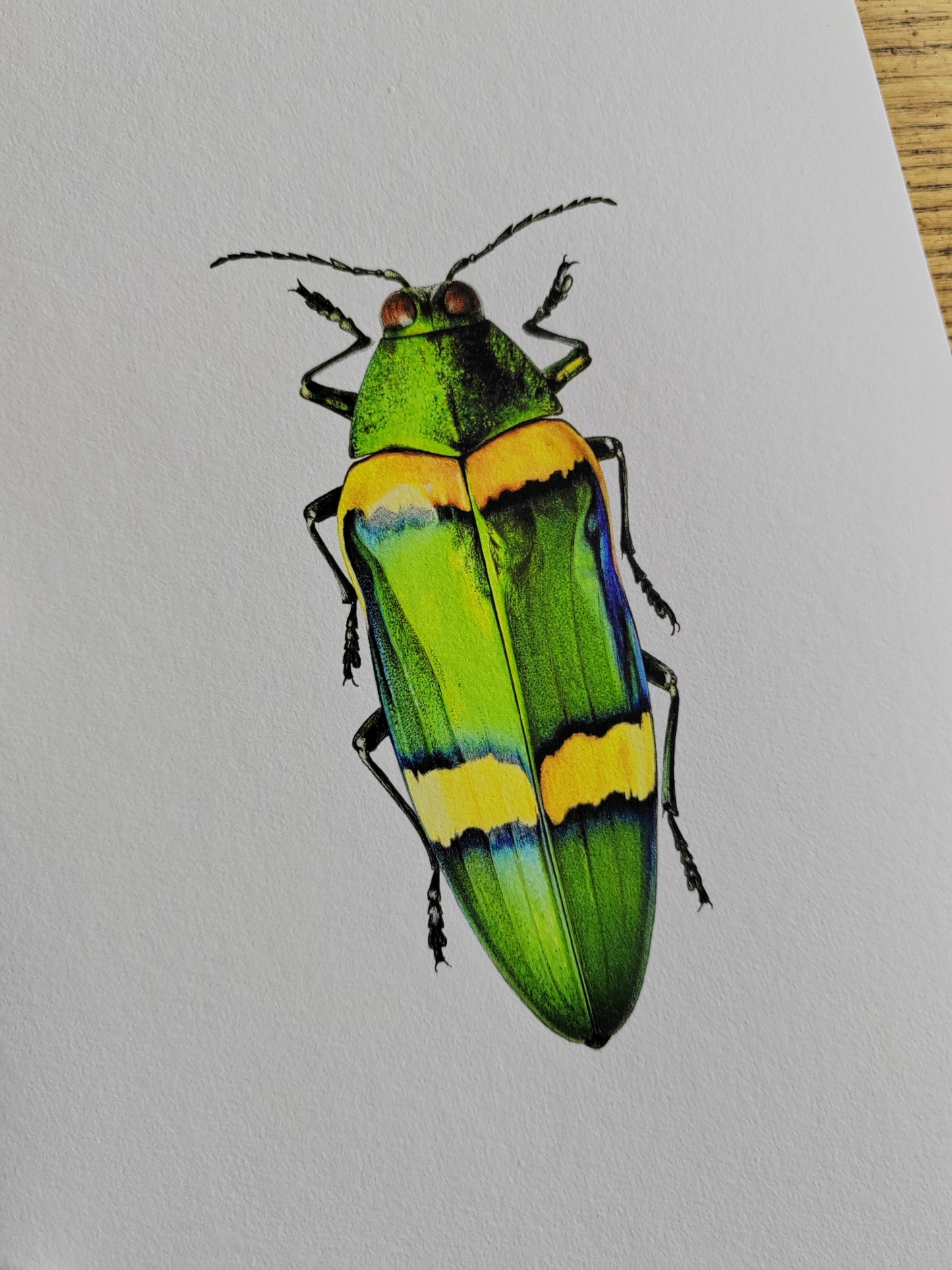 Chrysochroa viridisplendens, Jewel Beetle 10x8"size Limited edition art print