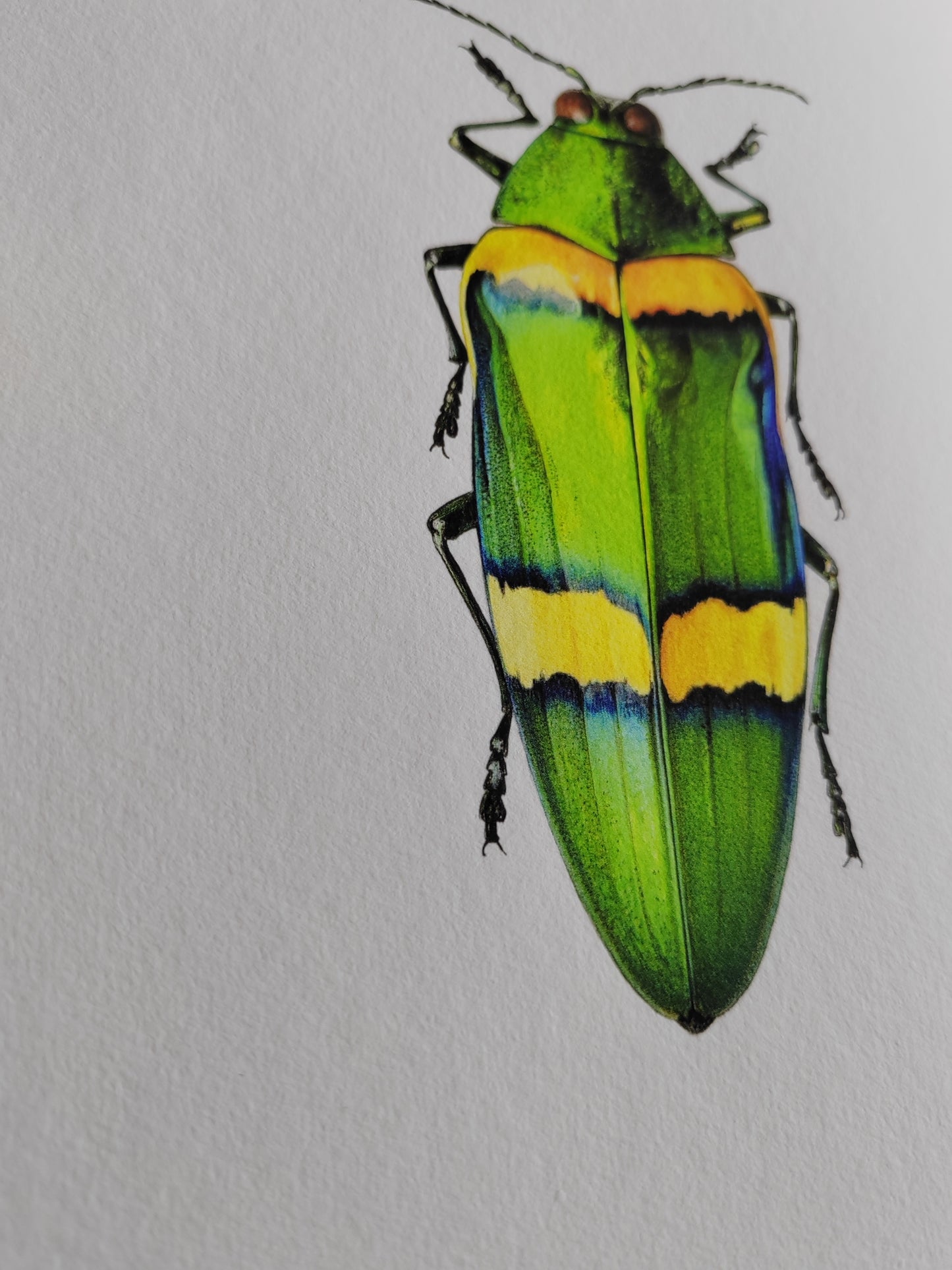 Chrysochroa viridisplendens, Jewel Beetle 10x8"size Limited edition art print