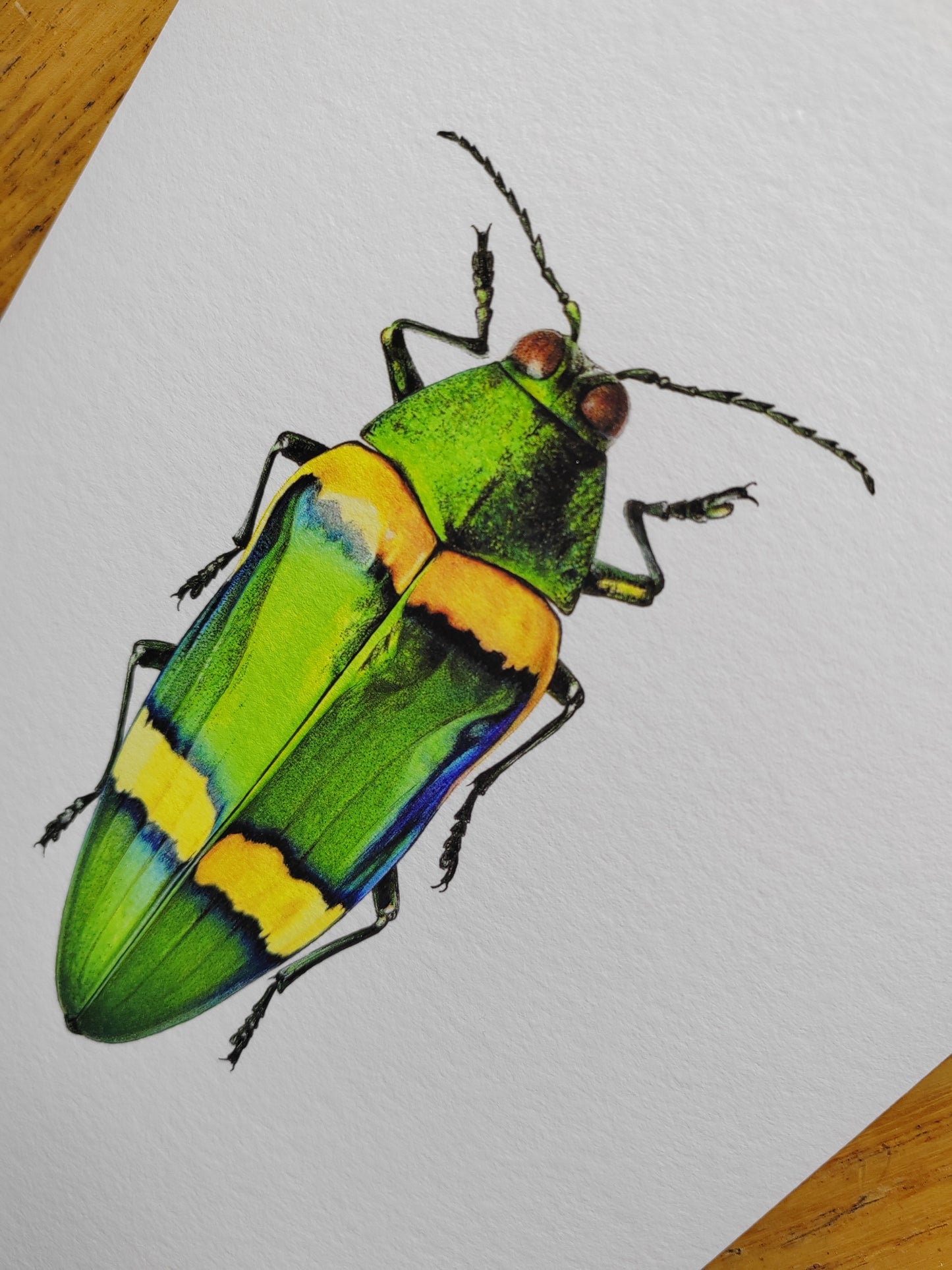 Chrysochroa viridisplendens, Jewel Beetle 10x8"size Limited edition art print