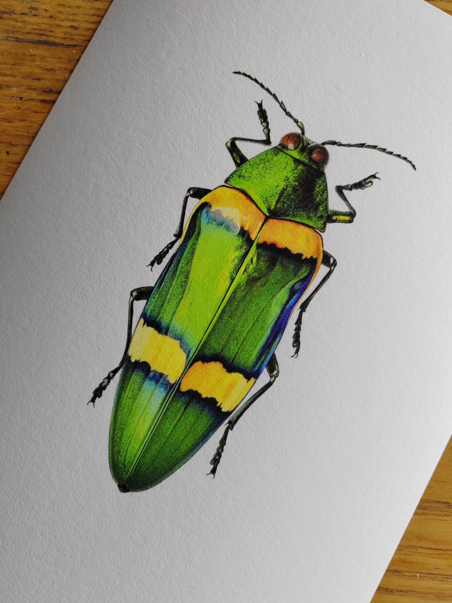 Chrysochroa viridisplendens, Jewel Beetle 10x8"size Limited edition art print