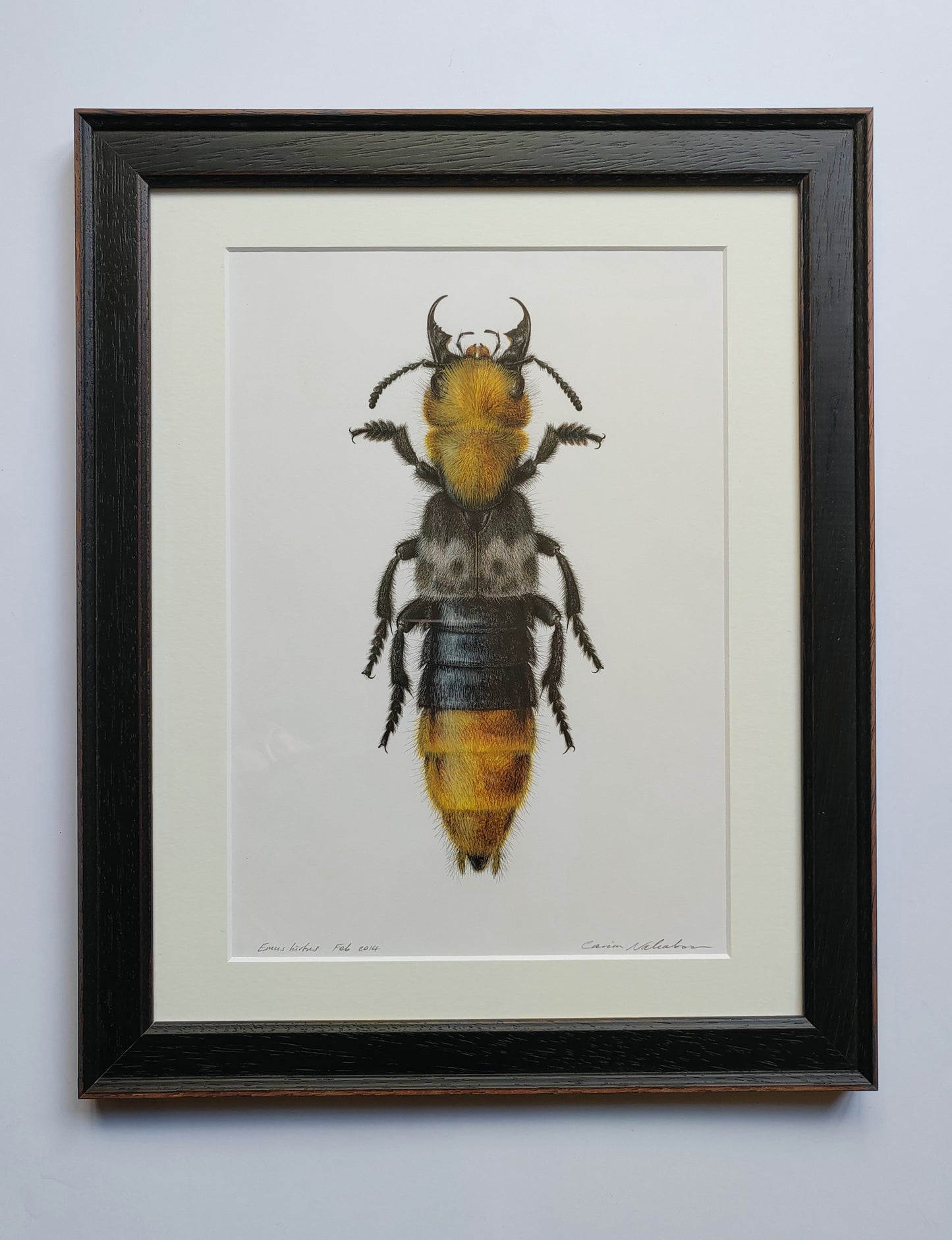 Framed Original Artwork - Emus hirtus, Golden Rove Beetle ('Kent Dancer')
