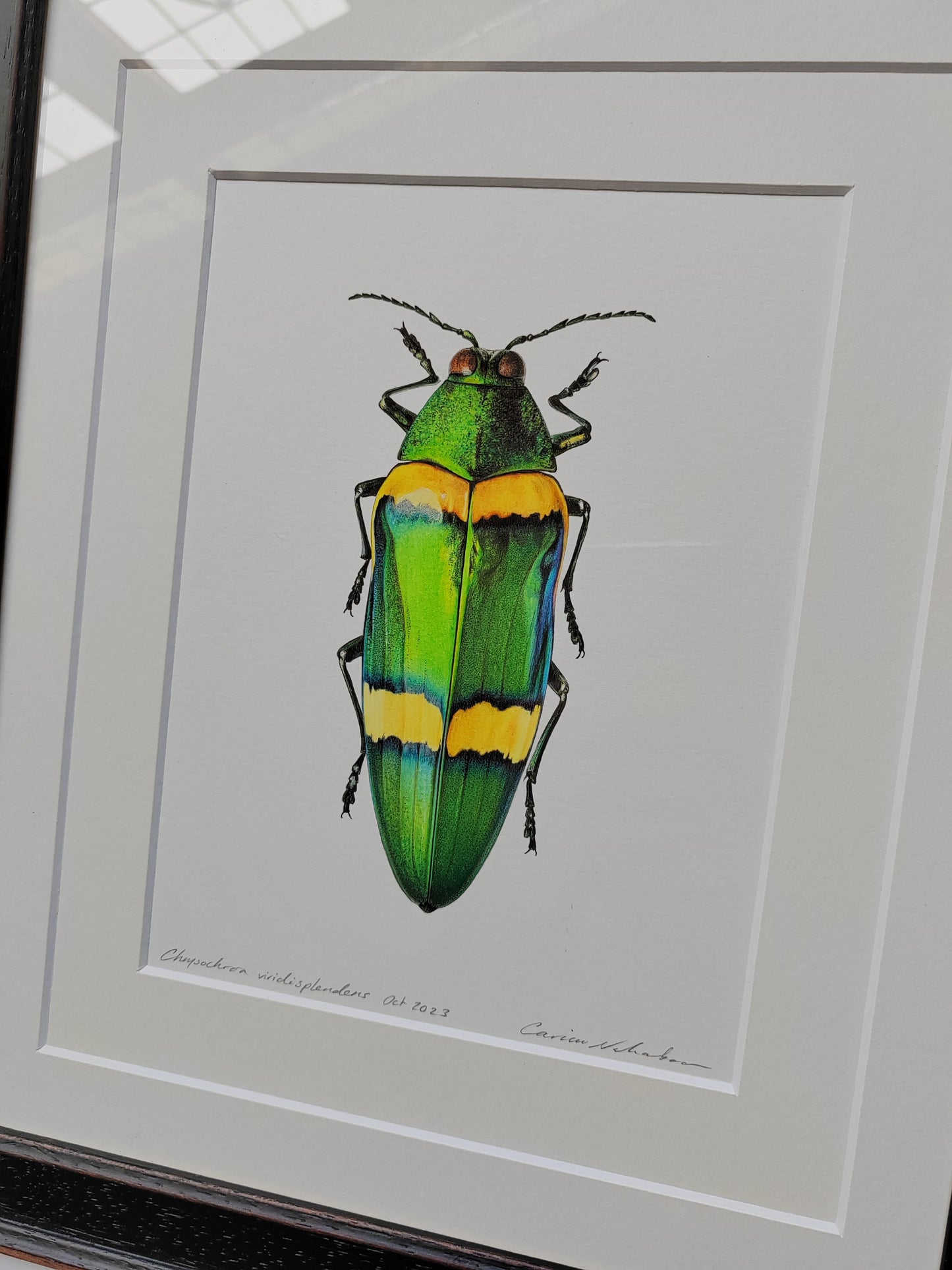 Framed Original Artwork - Chrysochroa viridisplendens, Jewel Beetle