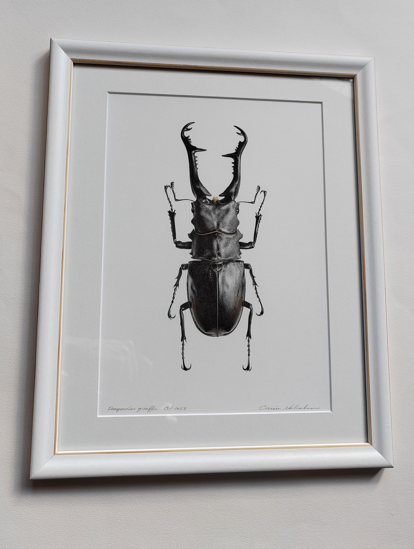 Framed original artwork - Prosopocoilus giraffa, Giraffe Stag Beetle