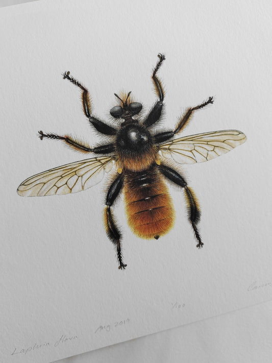 Laphria flava limited edition art print 10x8" size