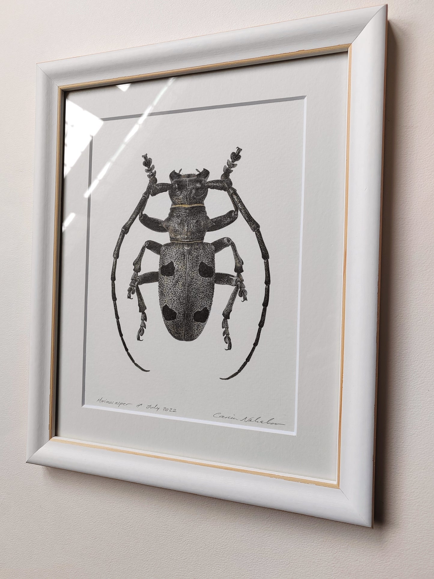 Framed original artwork - Morimus asper, Longhorn Beetle.