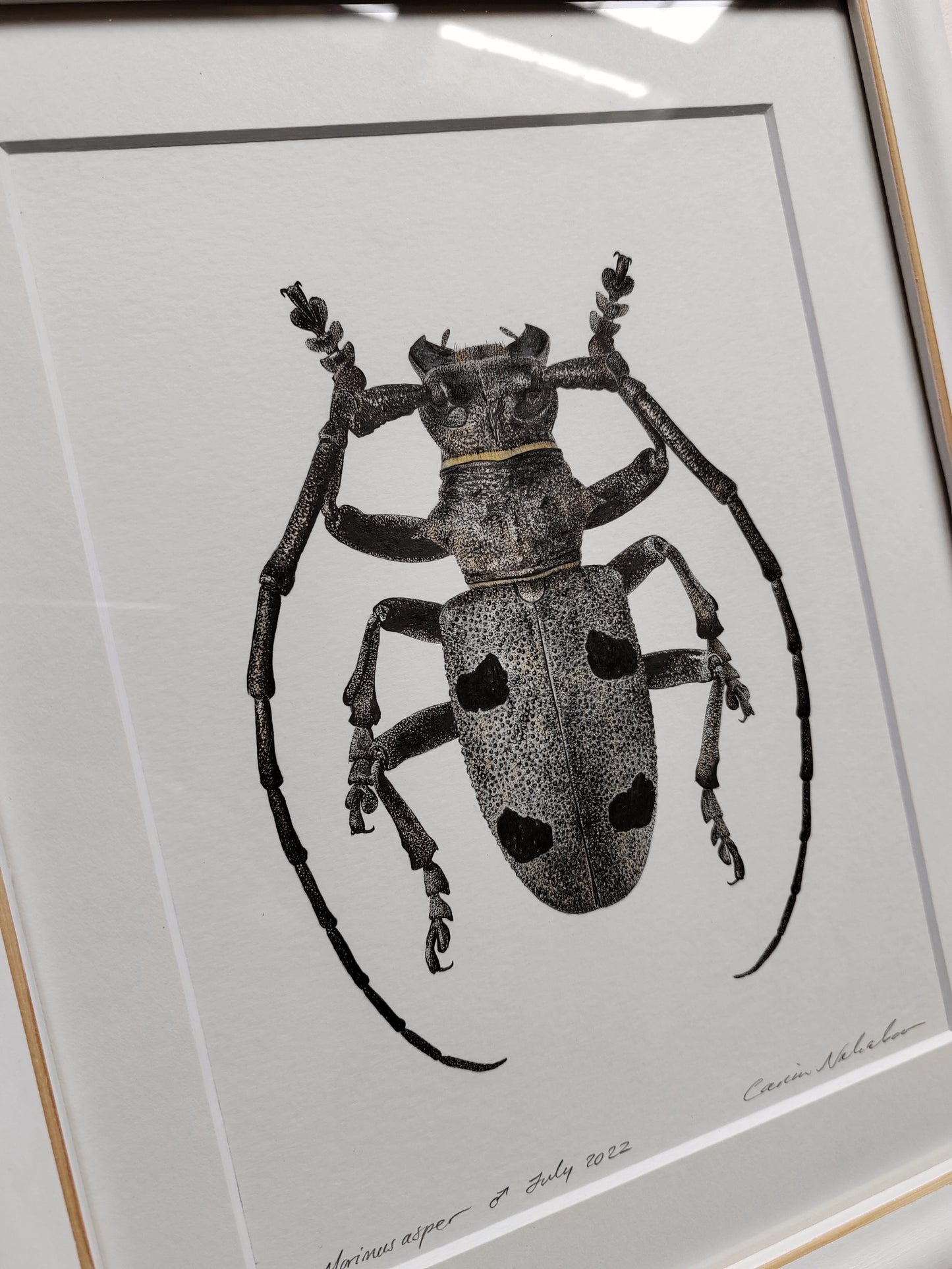 Framed original artwork - Morimus asper, Longhorn Beetle.
