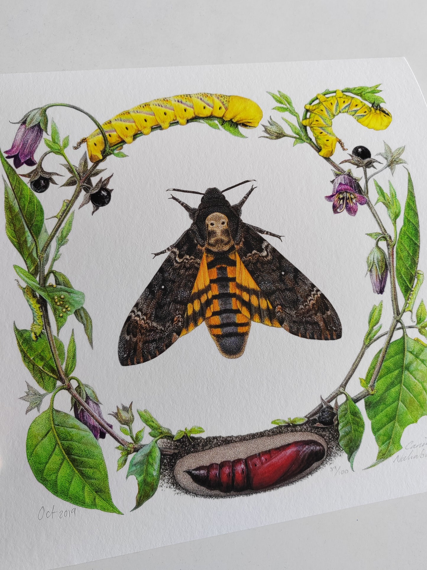 Death's Head Moth lifecycle. Limited edition life-size art print
