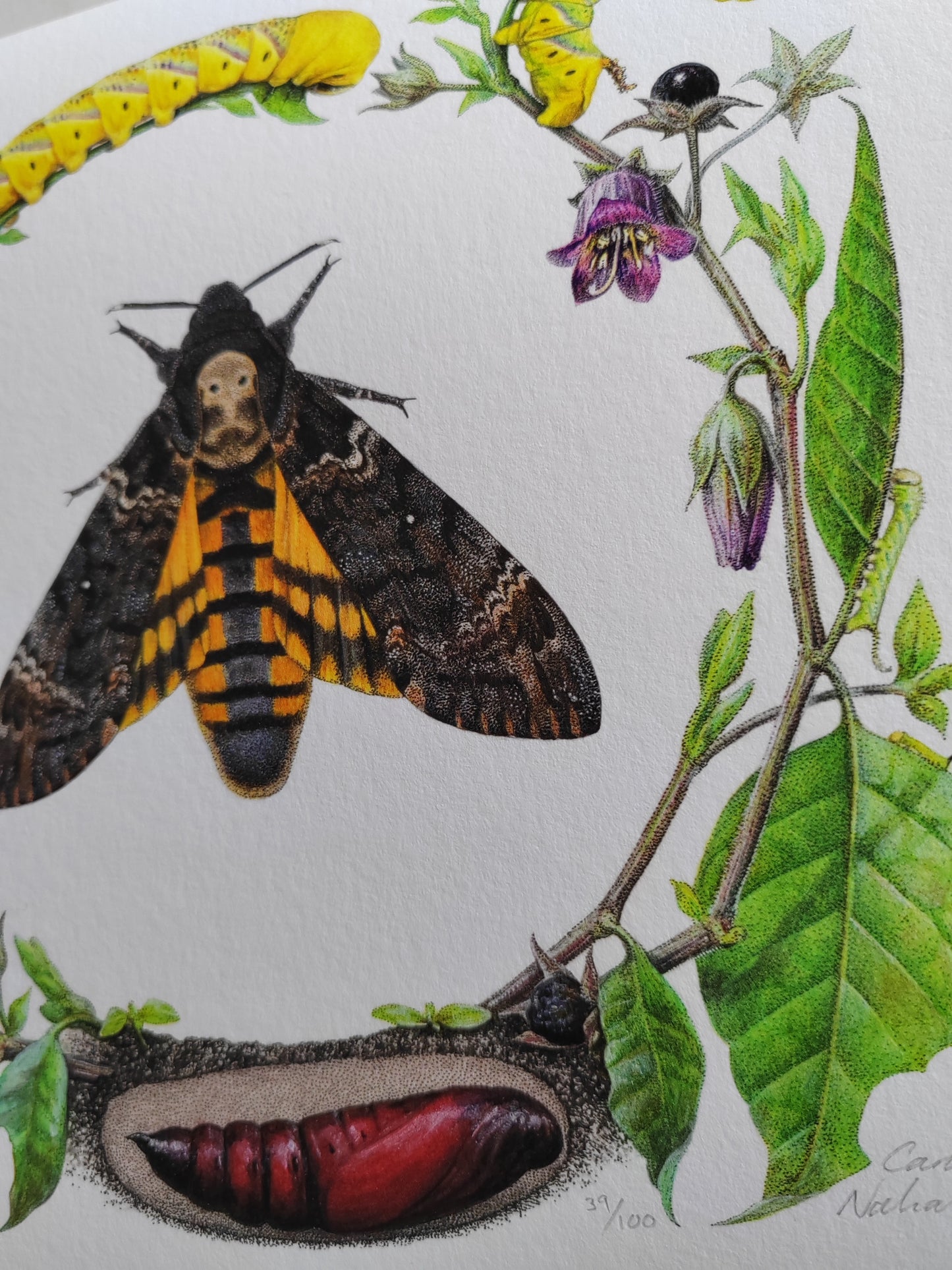 Death's Head Moth lifecycle. Limited edition life-size art print