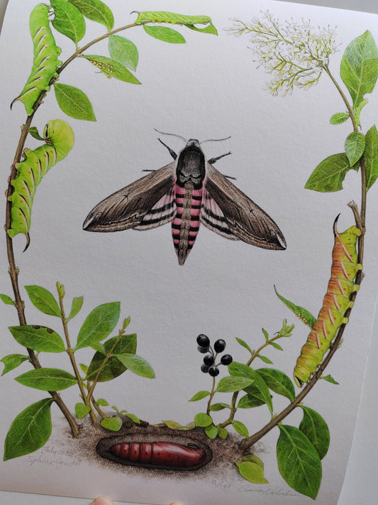 Privet Hawk Moth lifecycle - Life-size limited edition art print