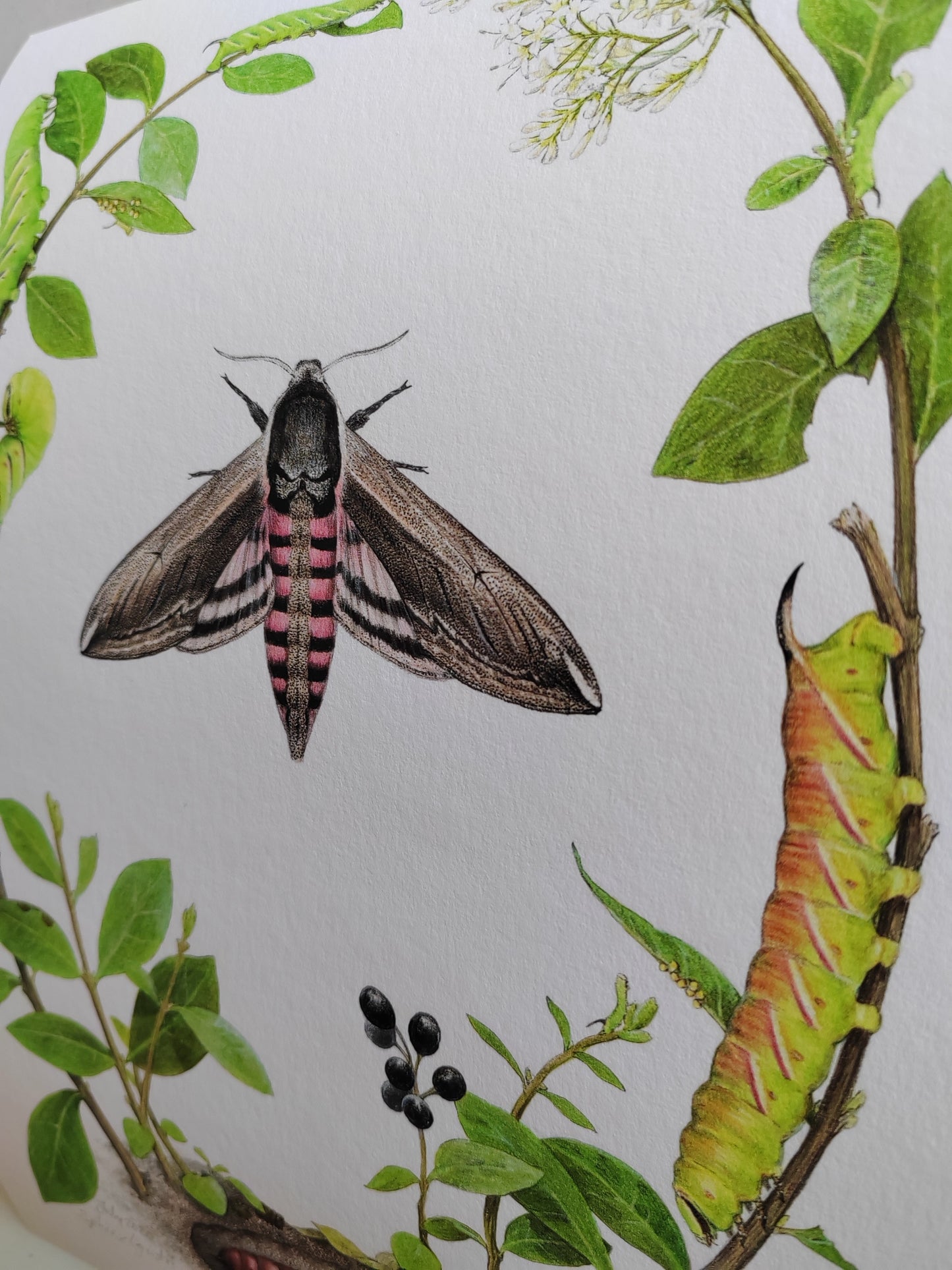 Privet Hawk Moth lifecycle - Life-size limited edition art print