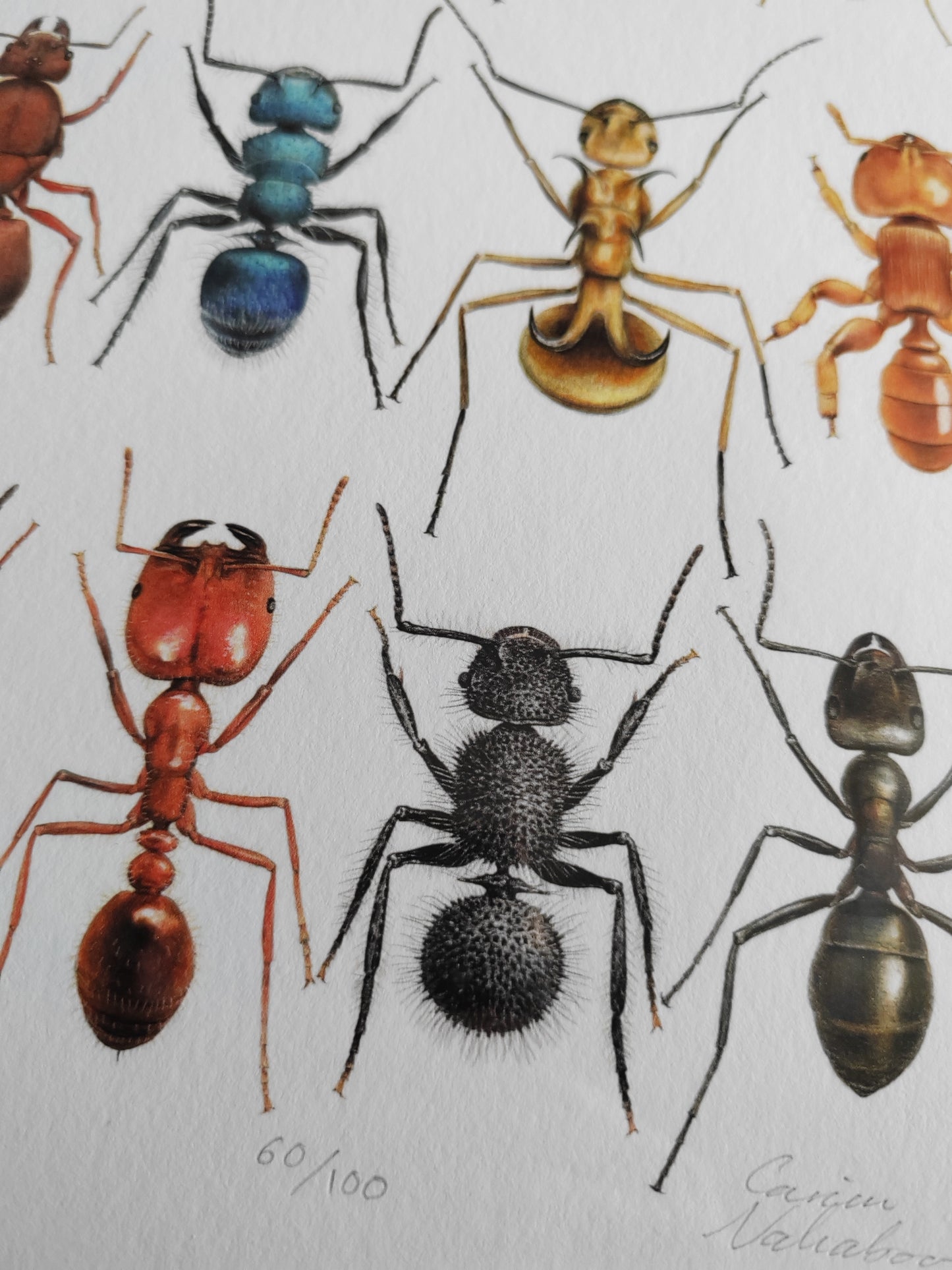 Formicidae, Ants compilation. Limited edition art print A3 size